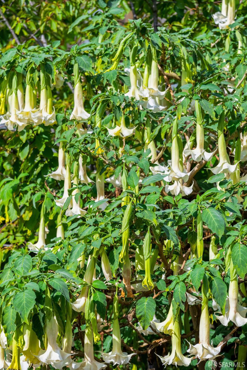 309 Steiner Street # D