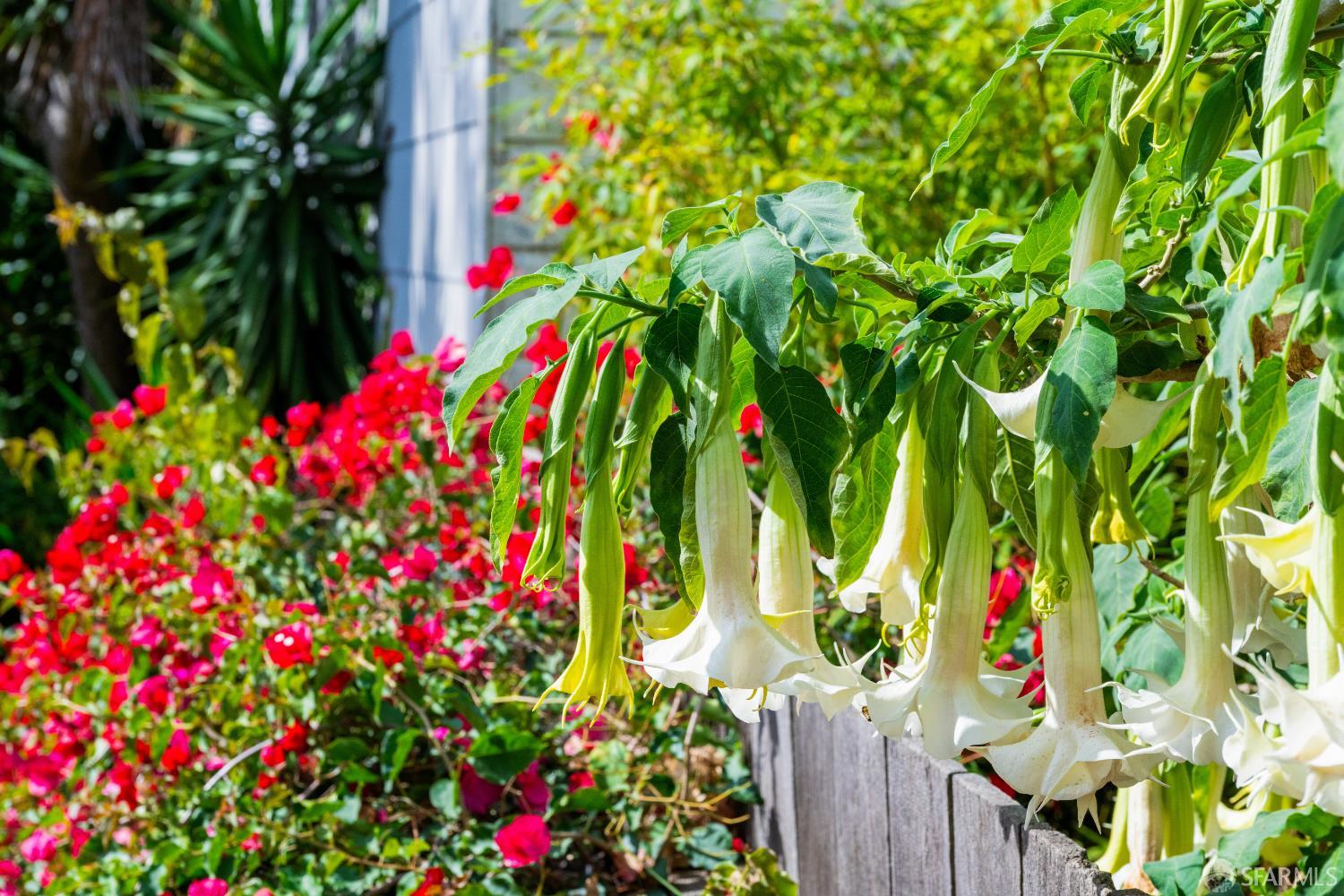 309 Steiner Street # D