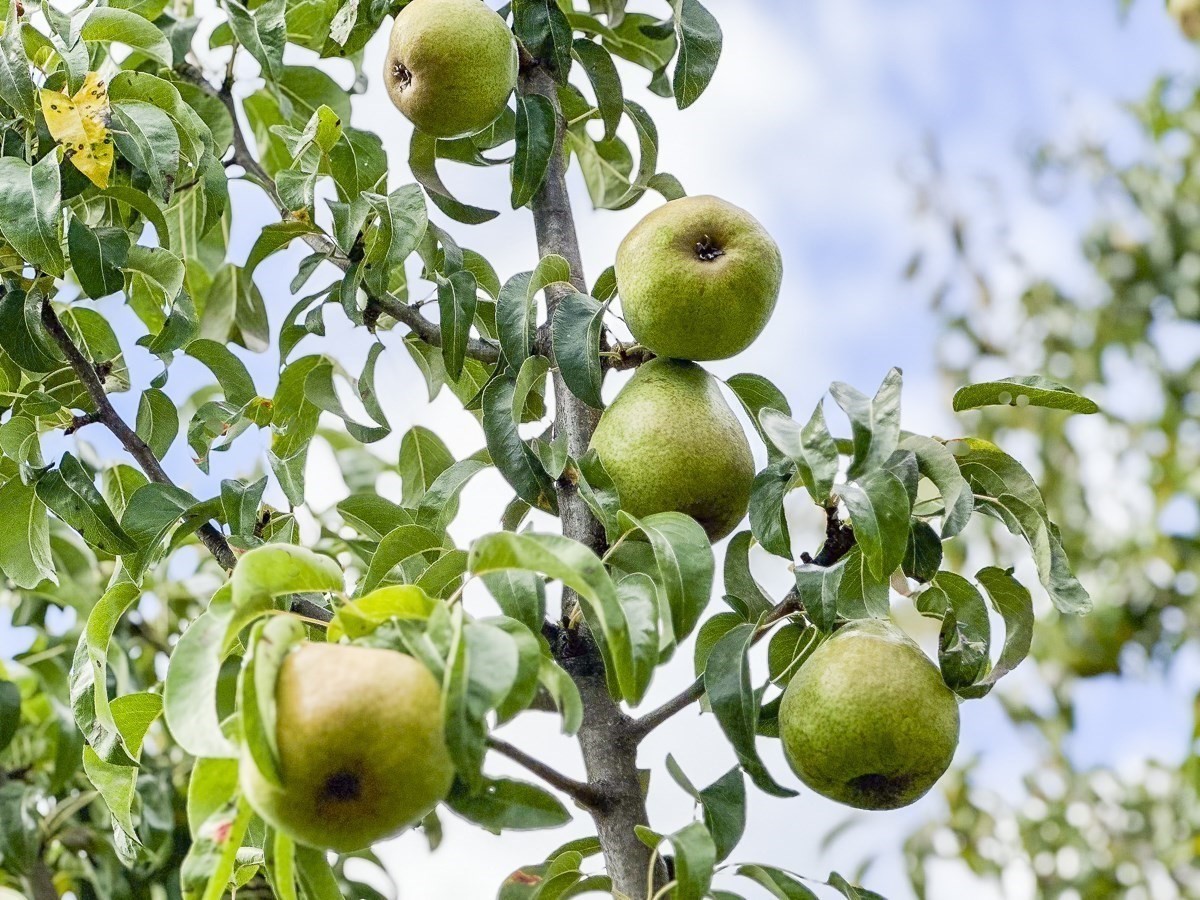 Fruit tree branches bearing large green fruit among dense leaves.
