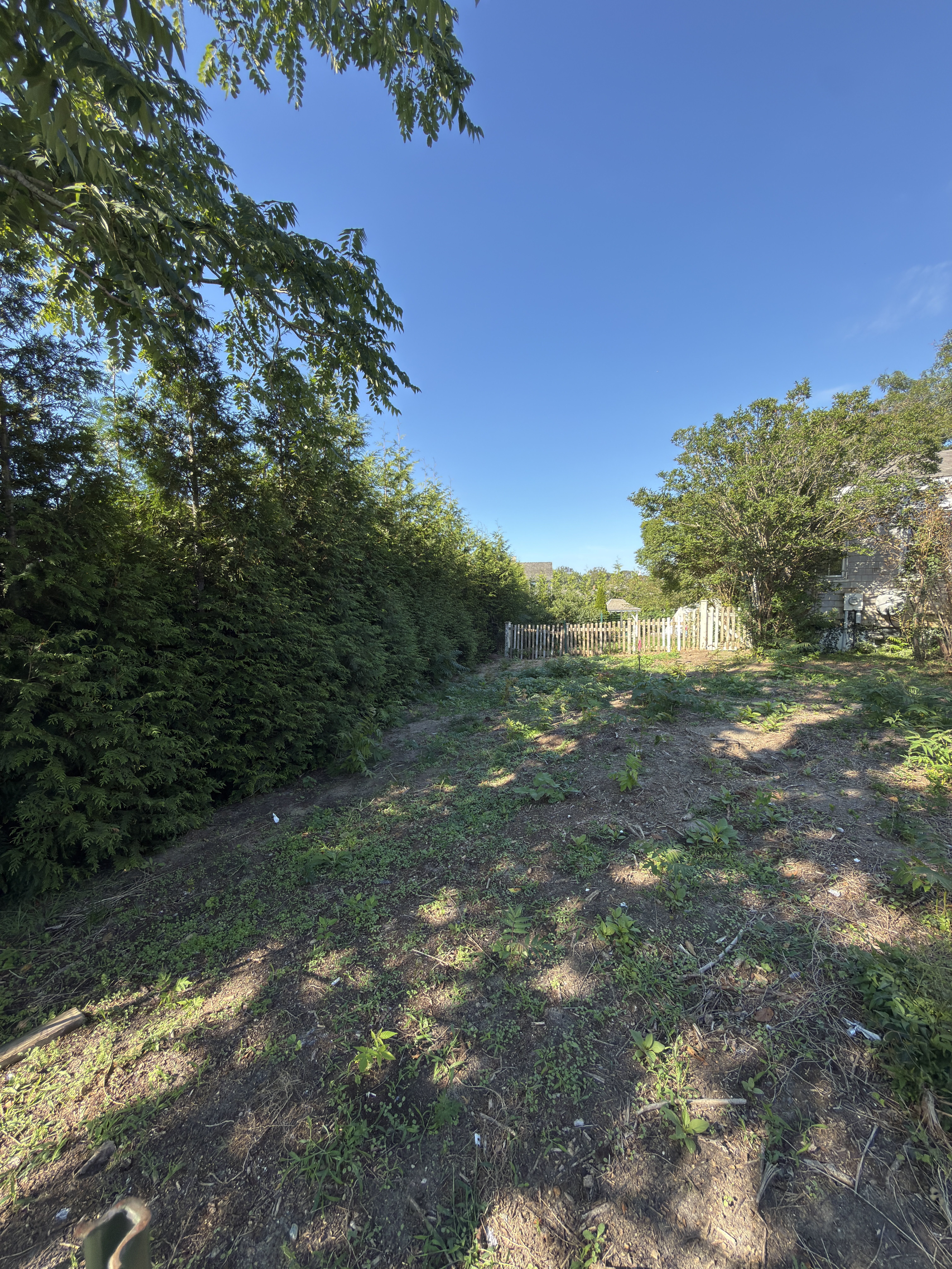 Tree-lined yard with mostly bare ground, dense hedges, and a wooden fence.