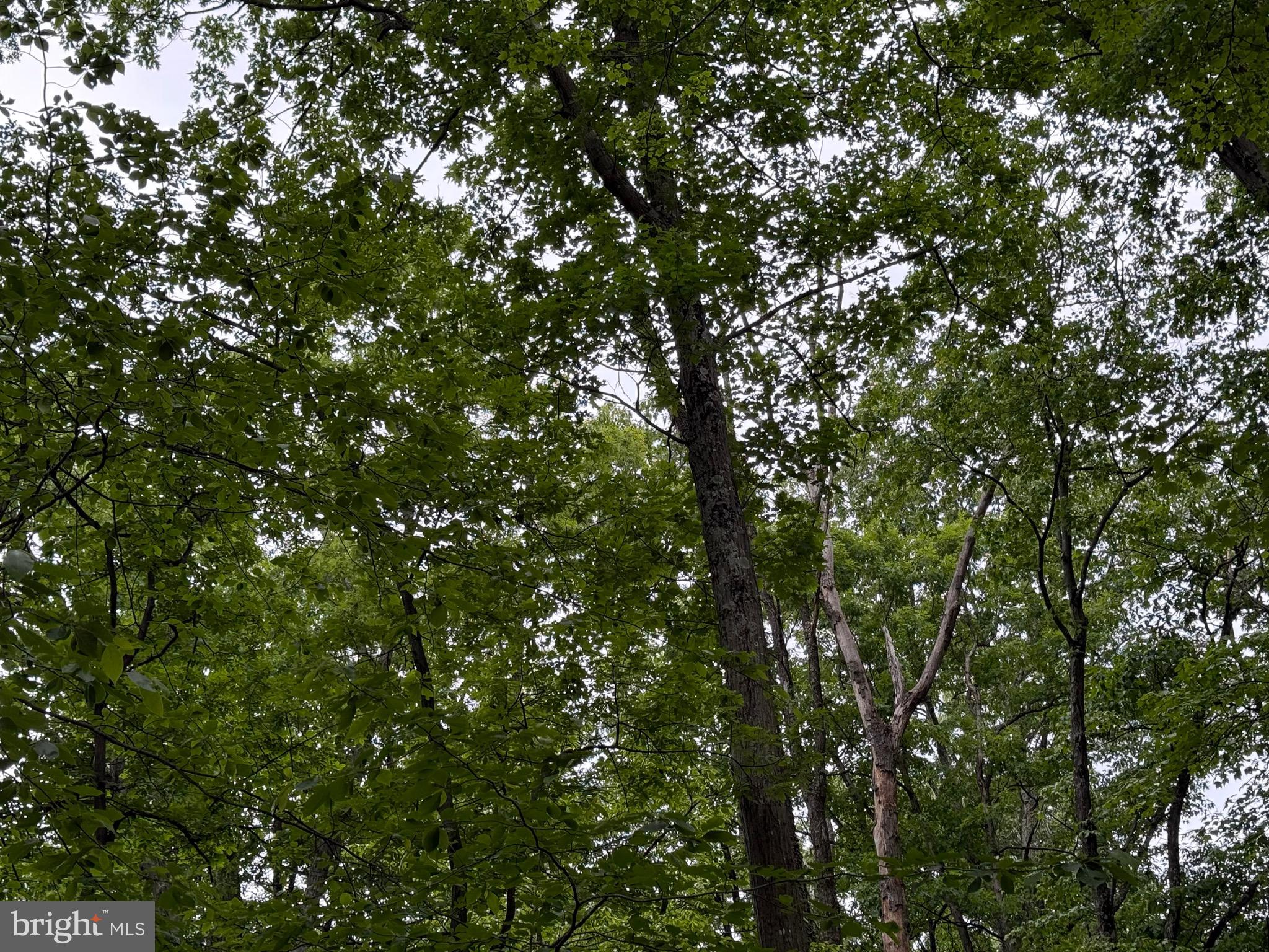 Lot 12 Raccoon Drive