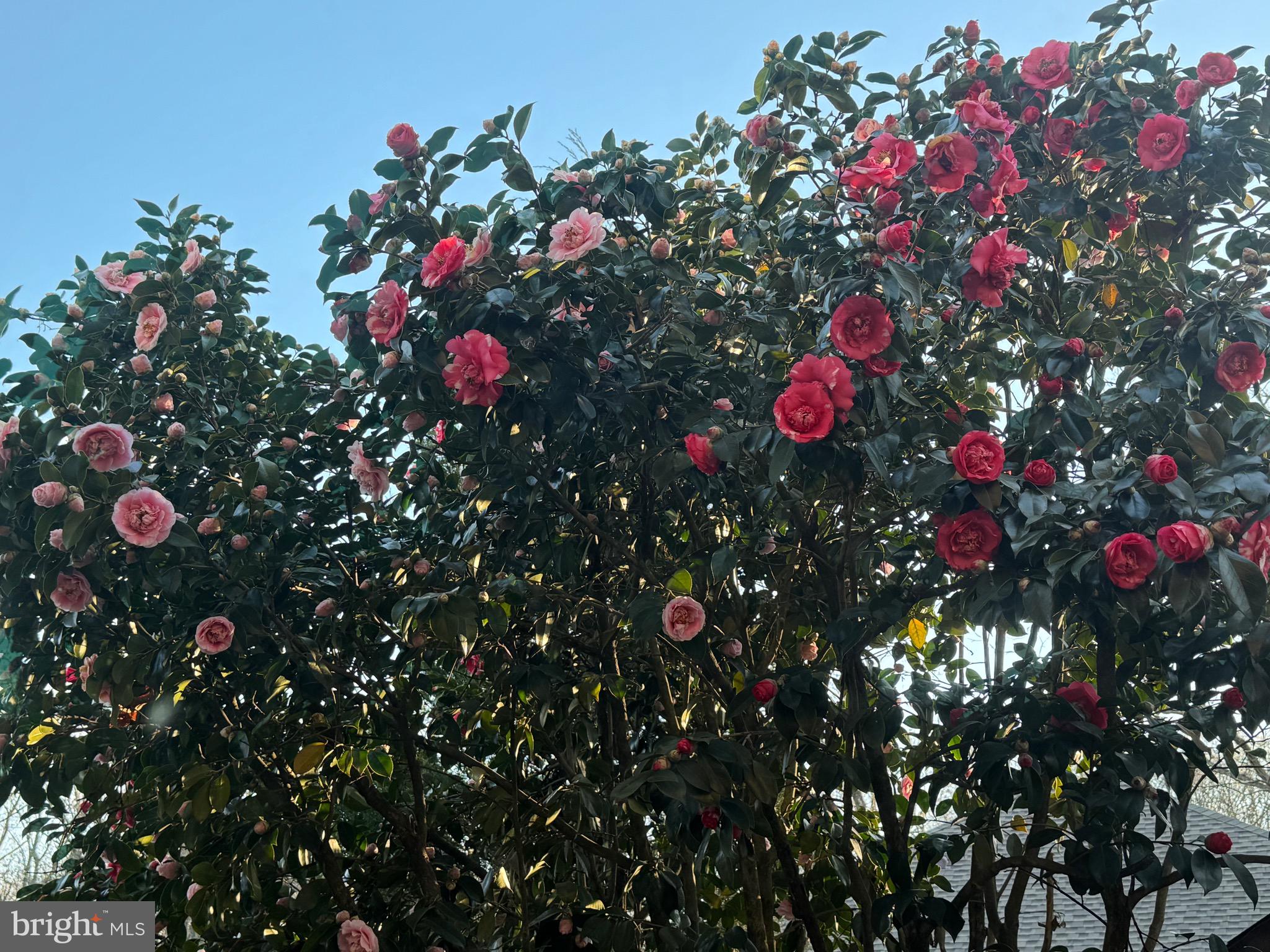 11310 HARBORSIDE CLUSTER