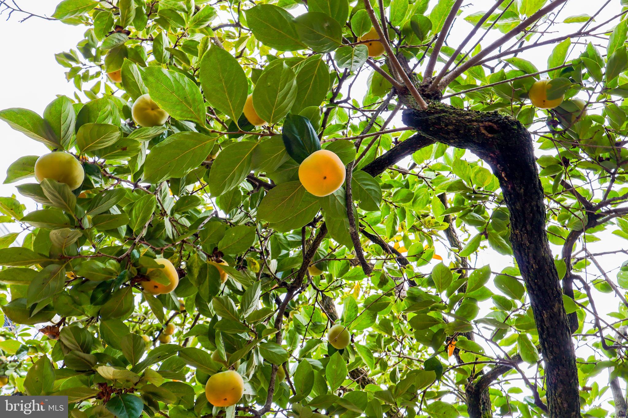 4903 VAN WALBEEK PLACE