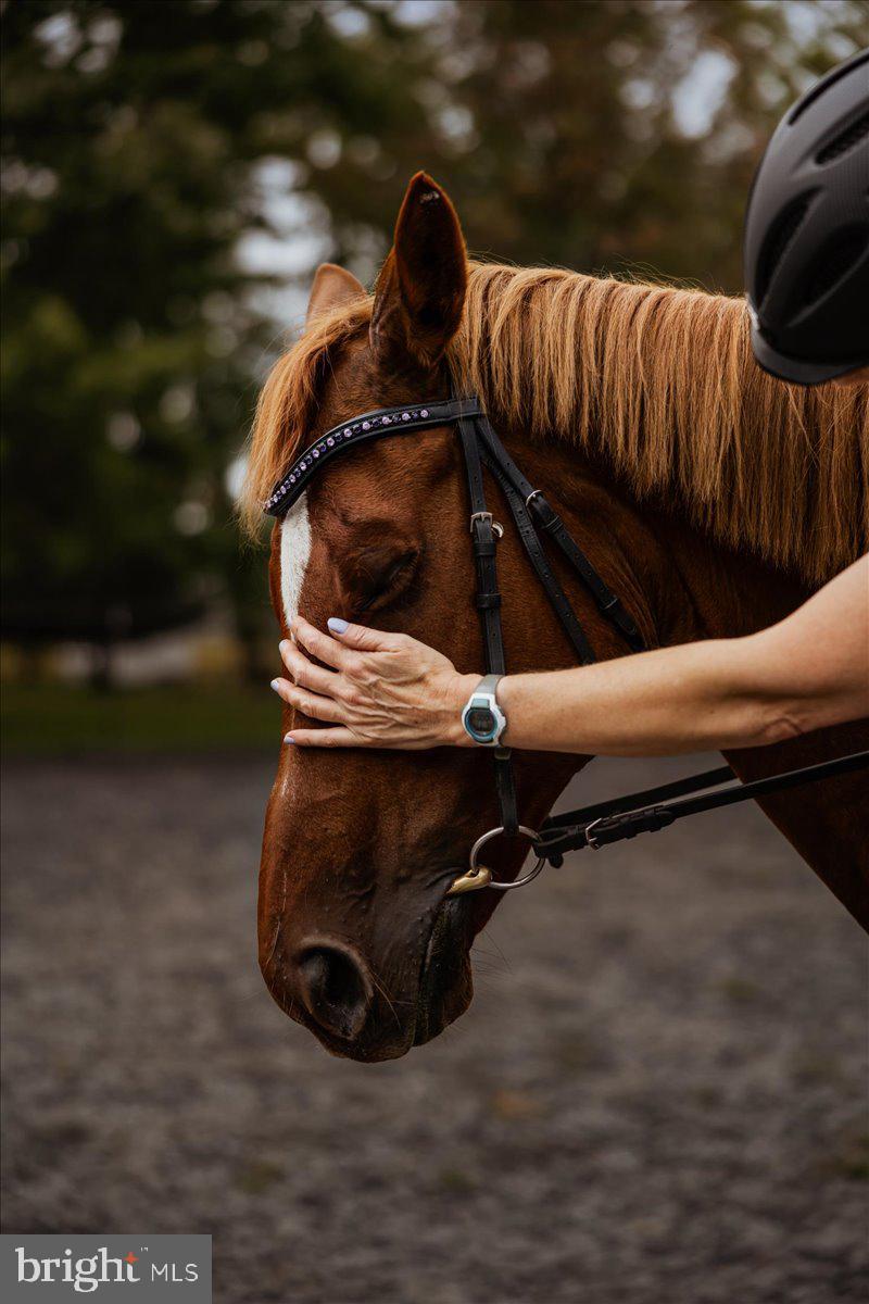 19606 RIDGESIDE ROAD