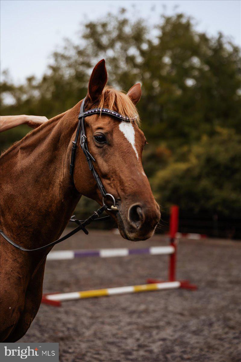 19606 RIDGESIDE ROAD