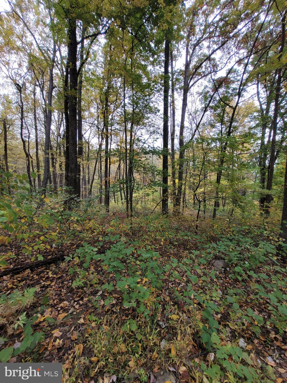 Woodlands Drive