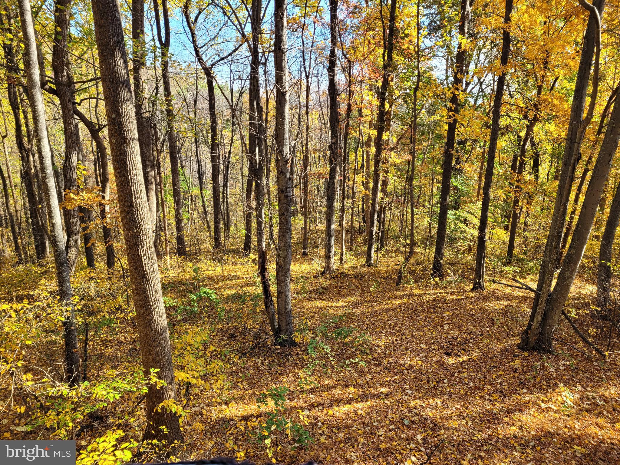 Woodlands Drive