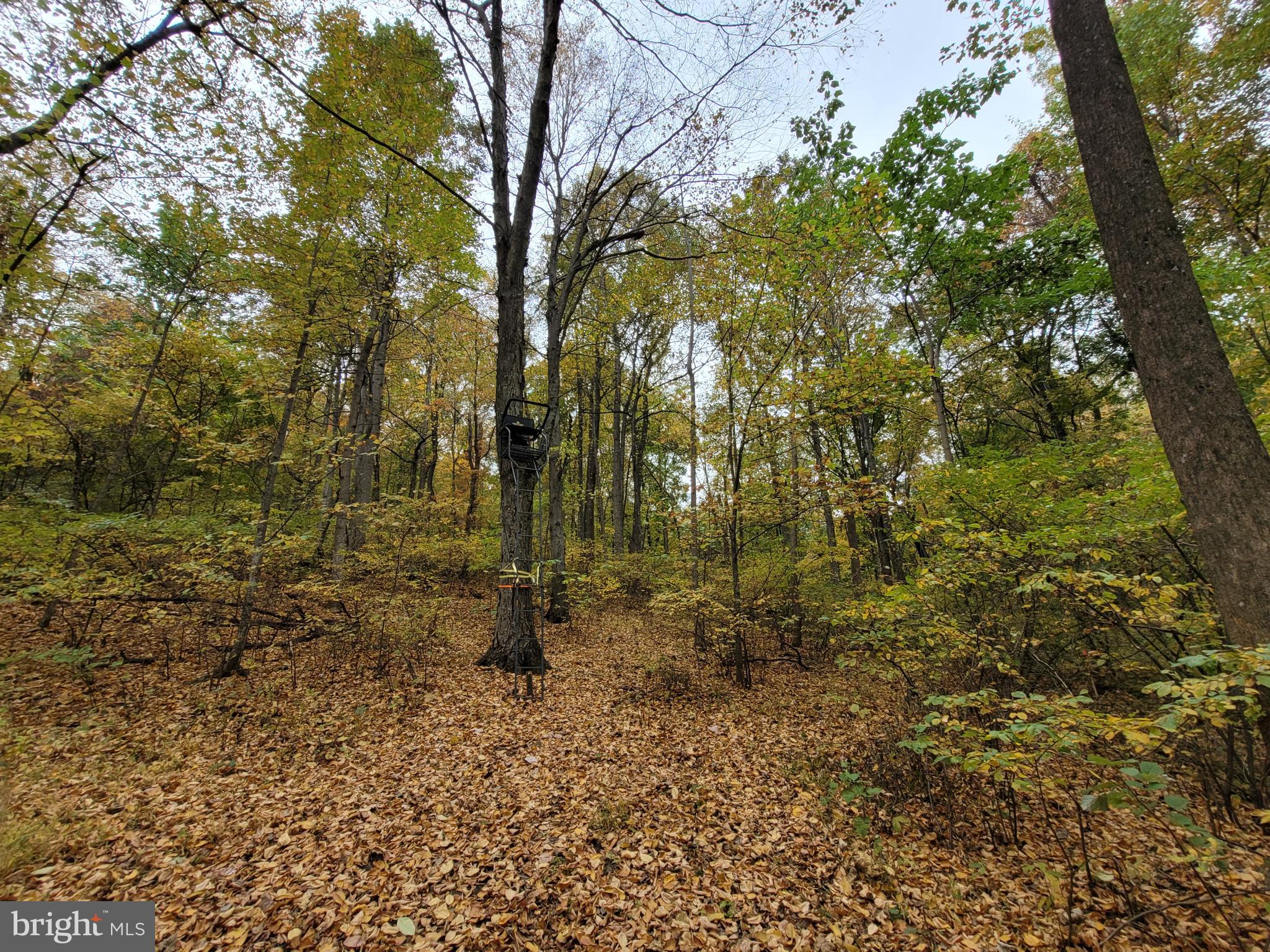 Woodlands Drive