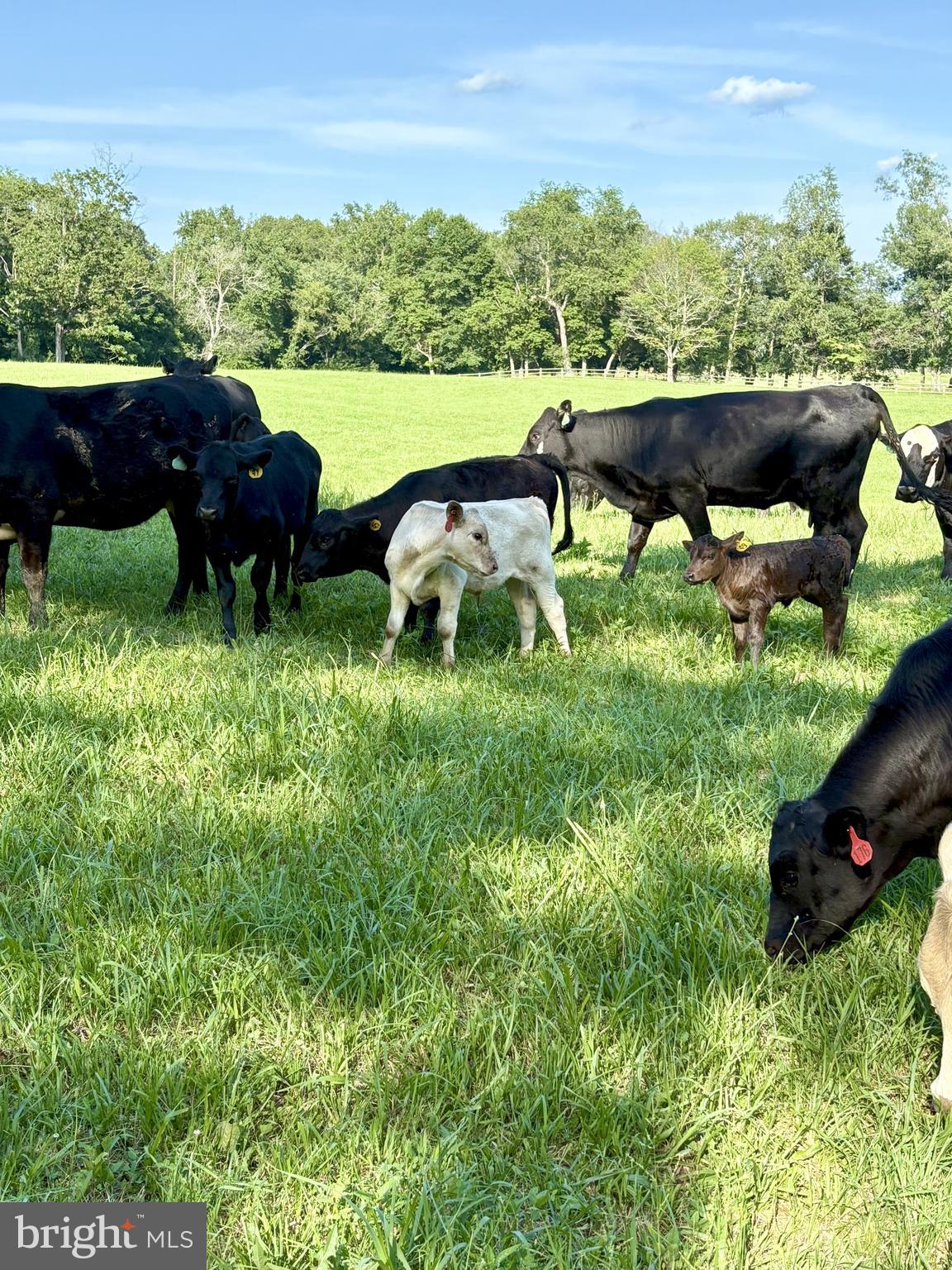 515 MOUNT SALEM AVENUE