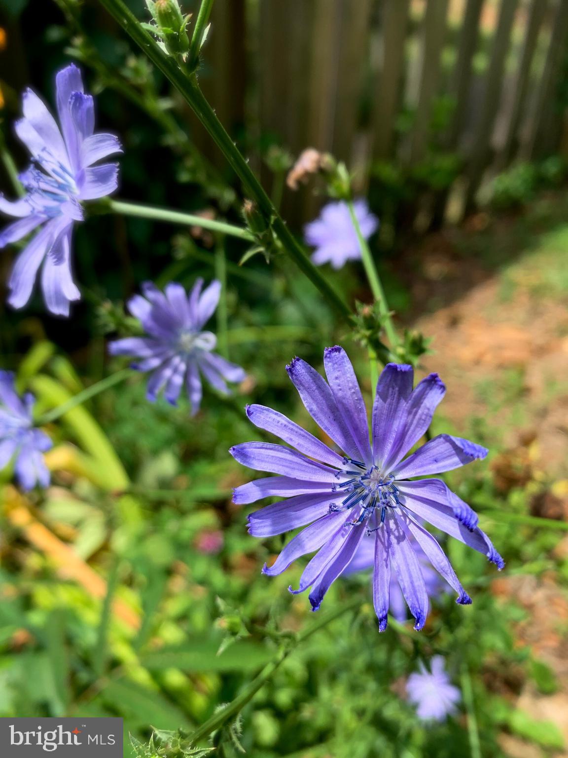 515 MOUNT SALEM AVENUE