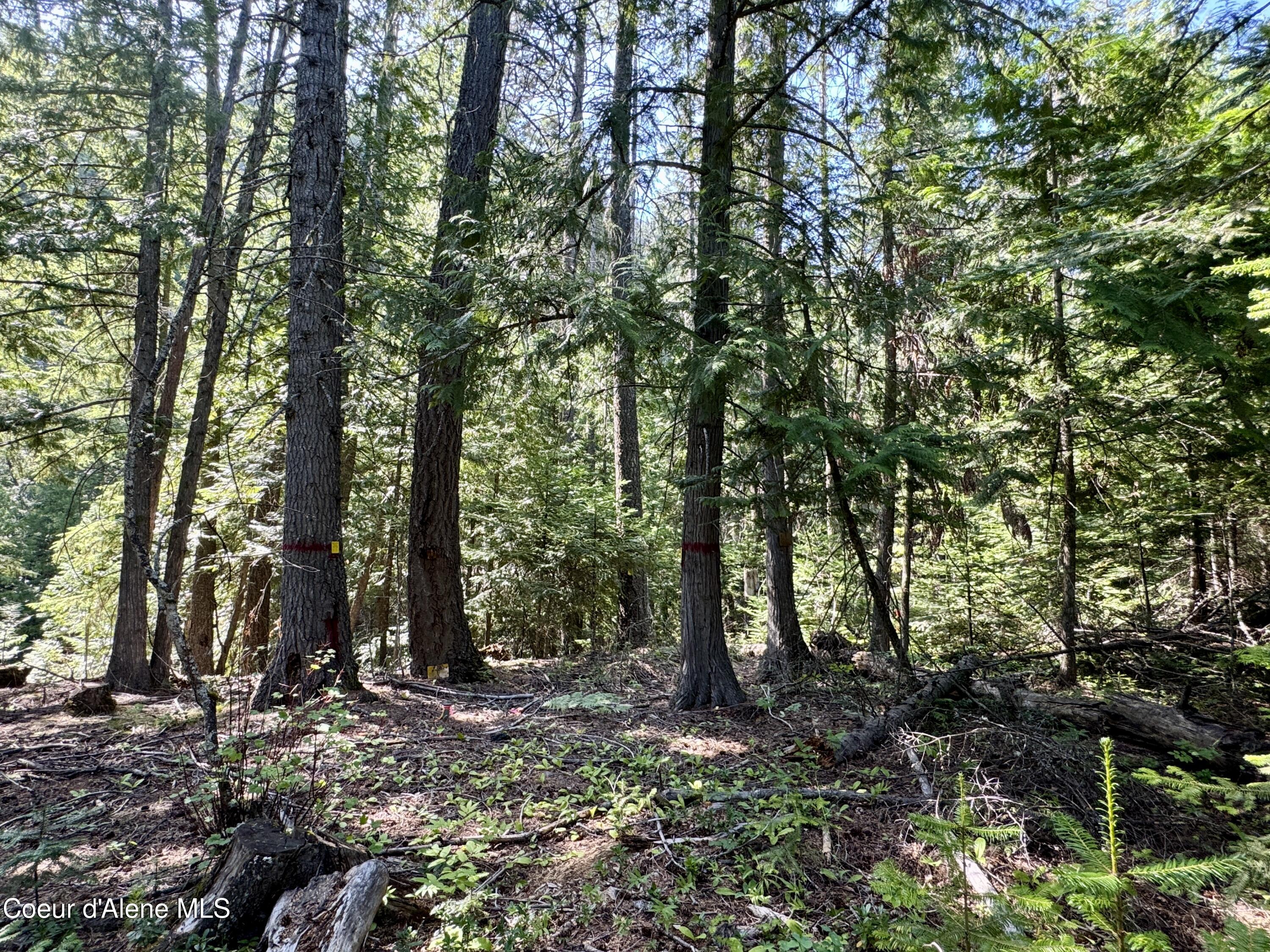 NNA White Mountain Rd