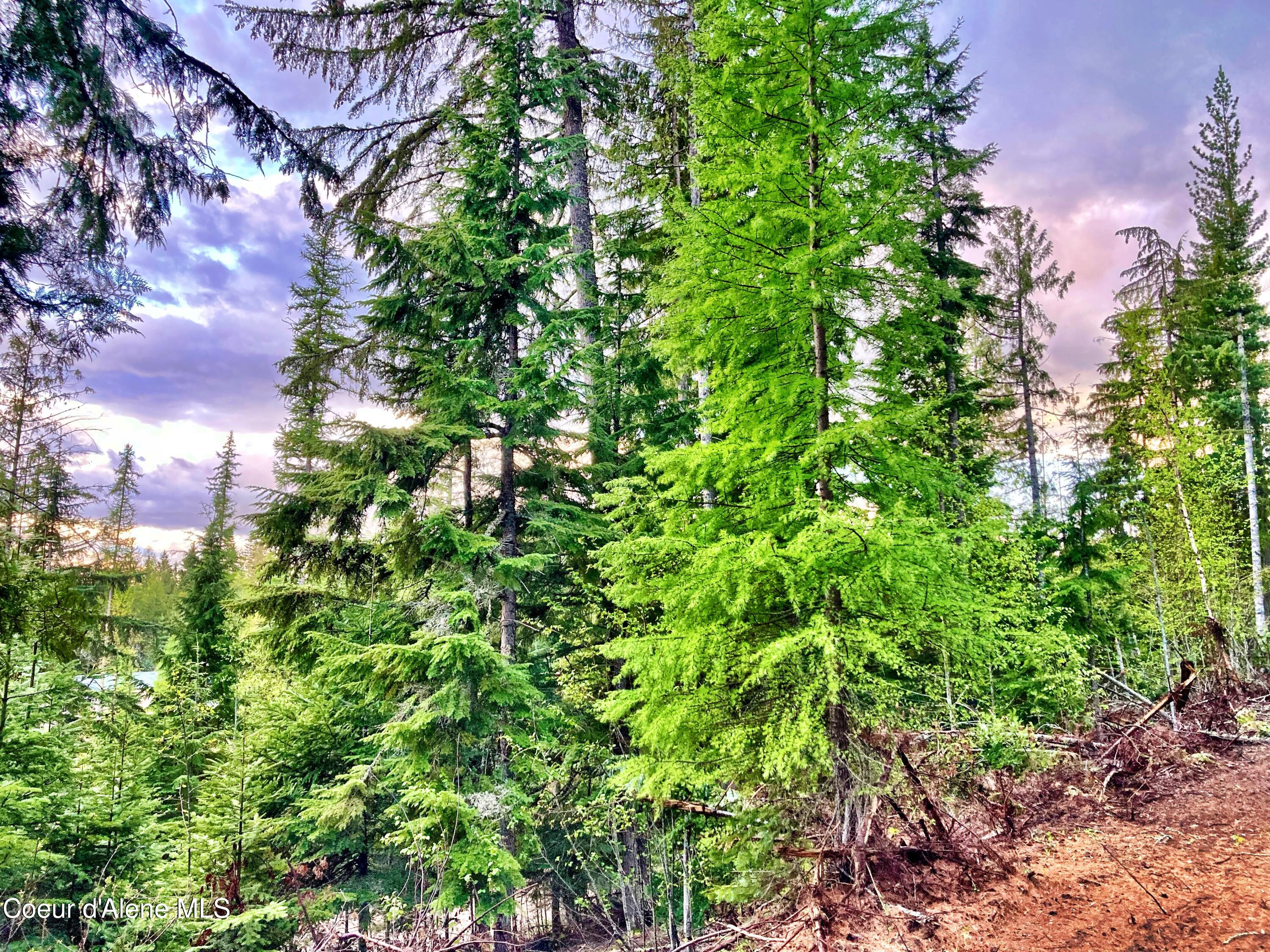 NNA White Mountain Rd