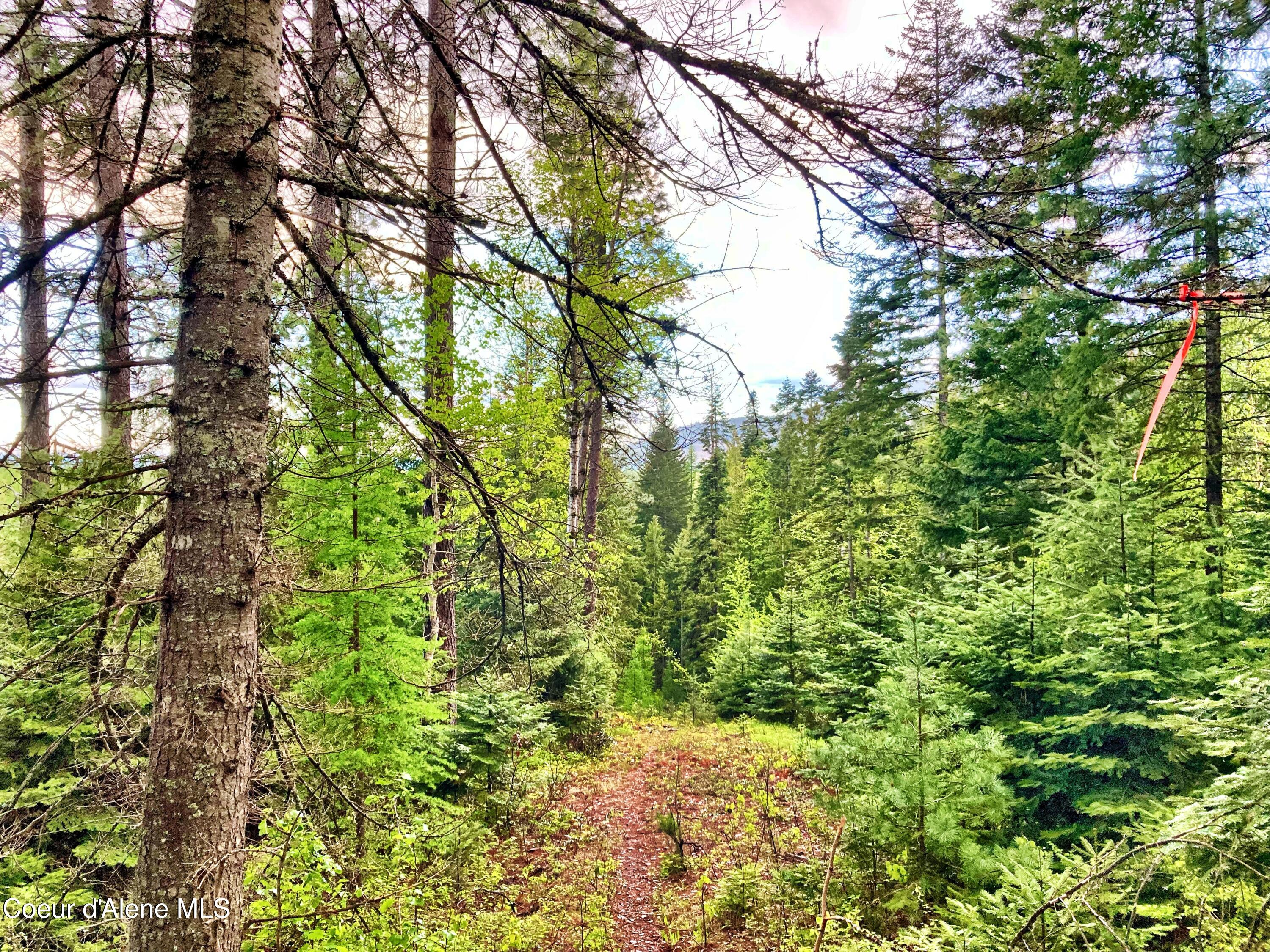 NNA White Mountain Rd