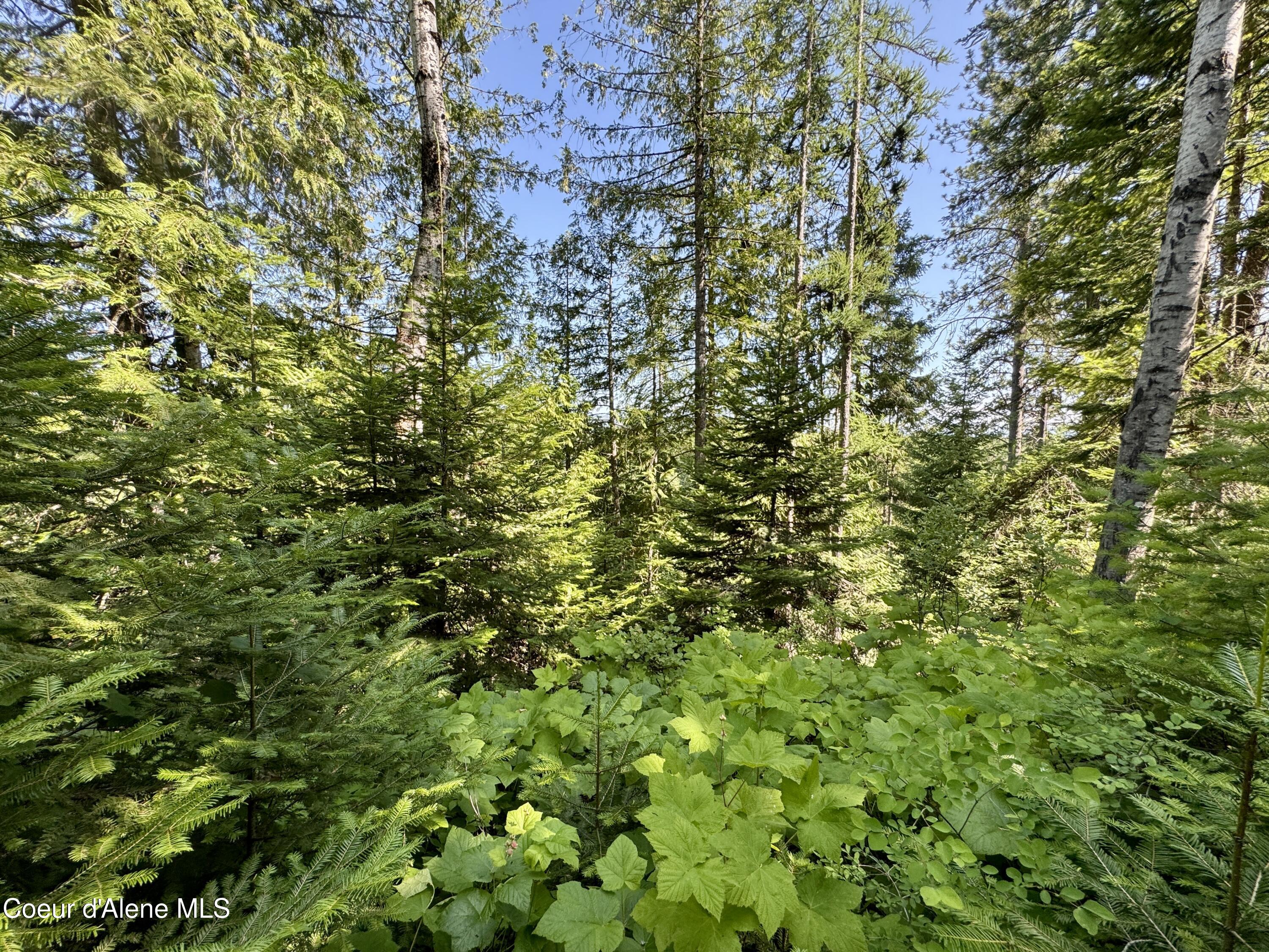 NNA White Mountain Rd