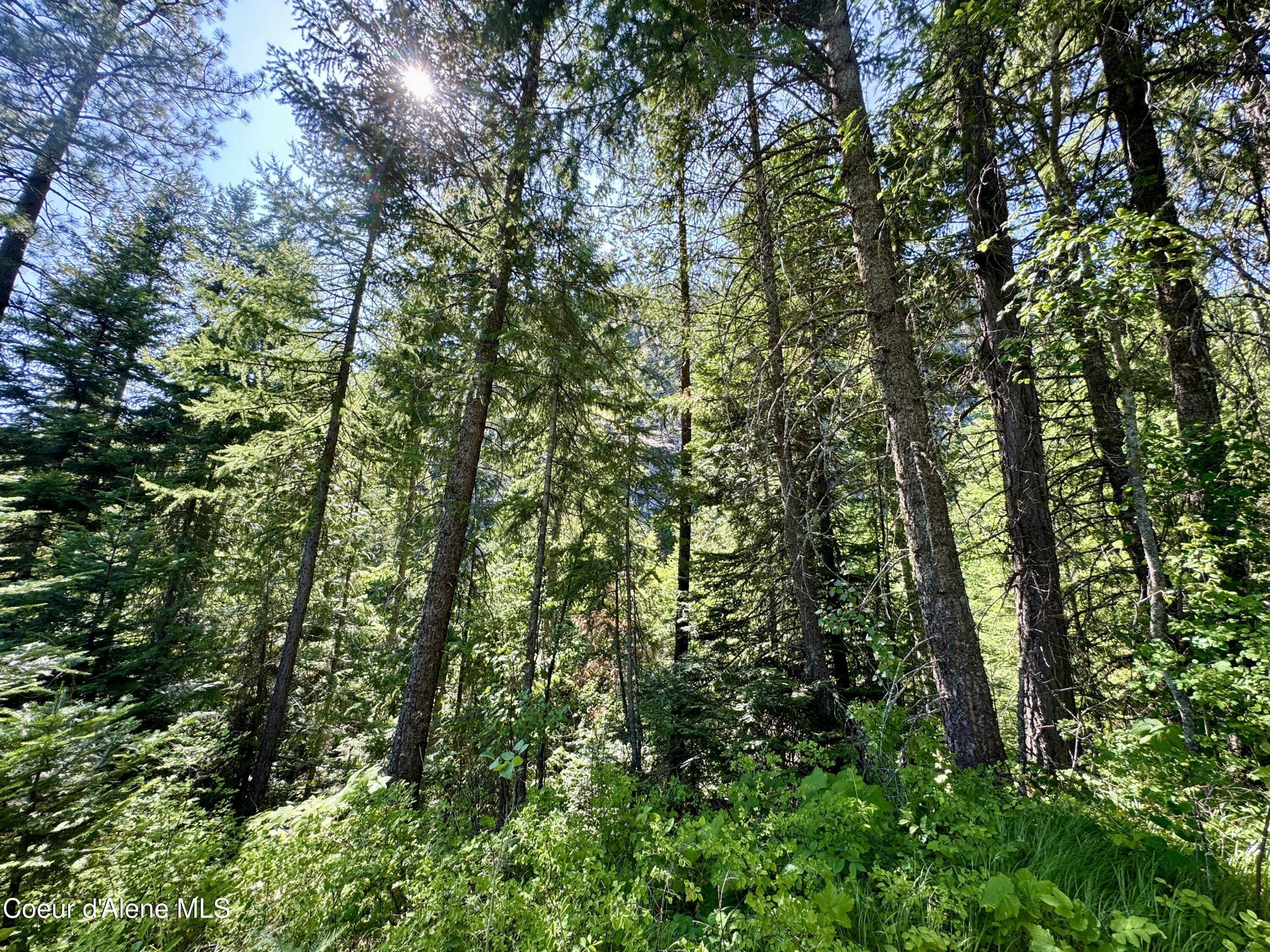 NNA White Mountain Rd