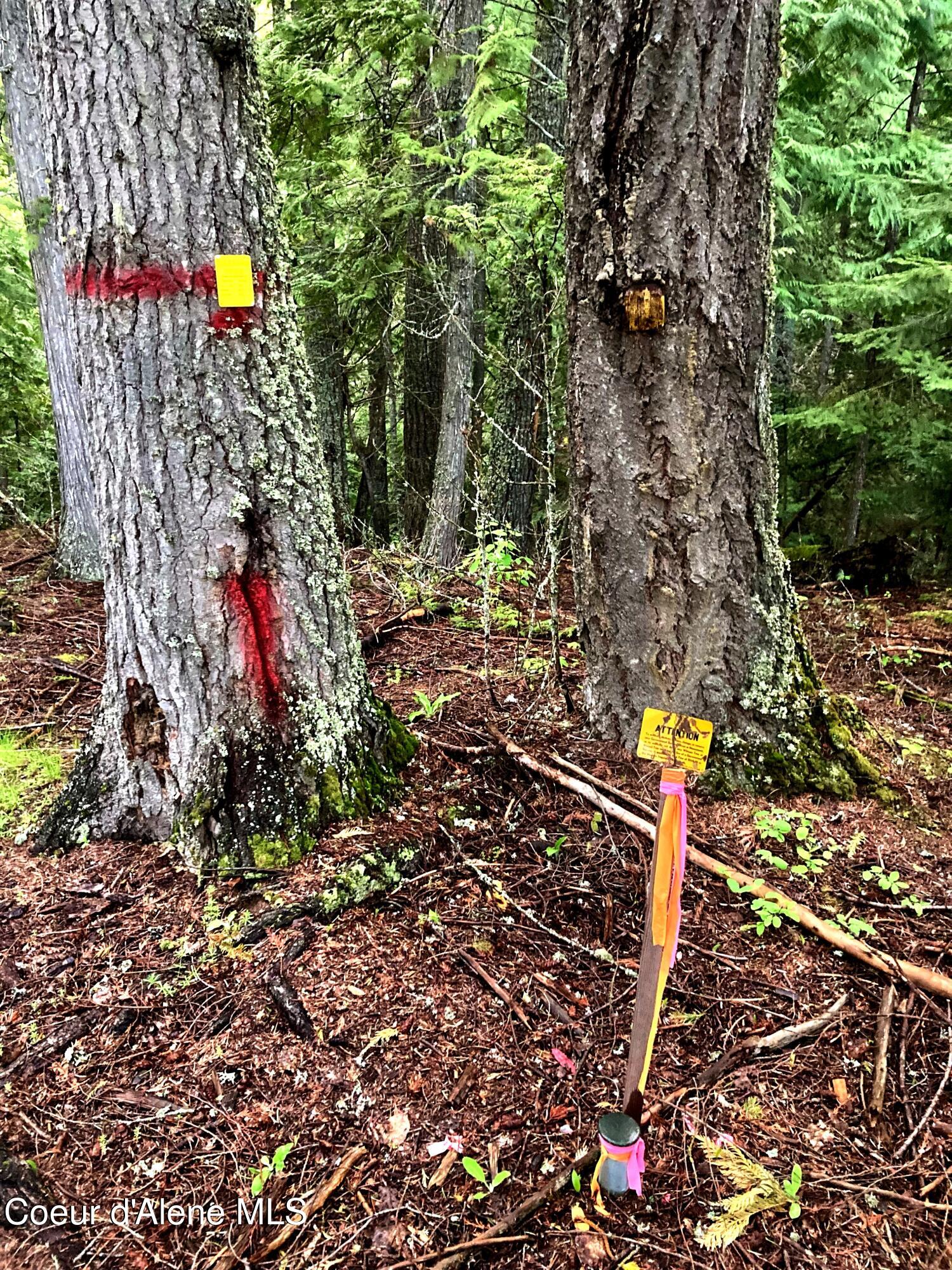 NNA White Mountain Rd