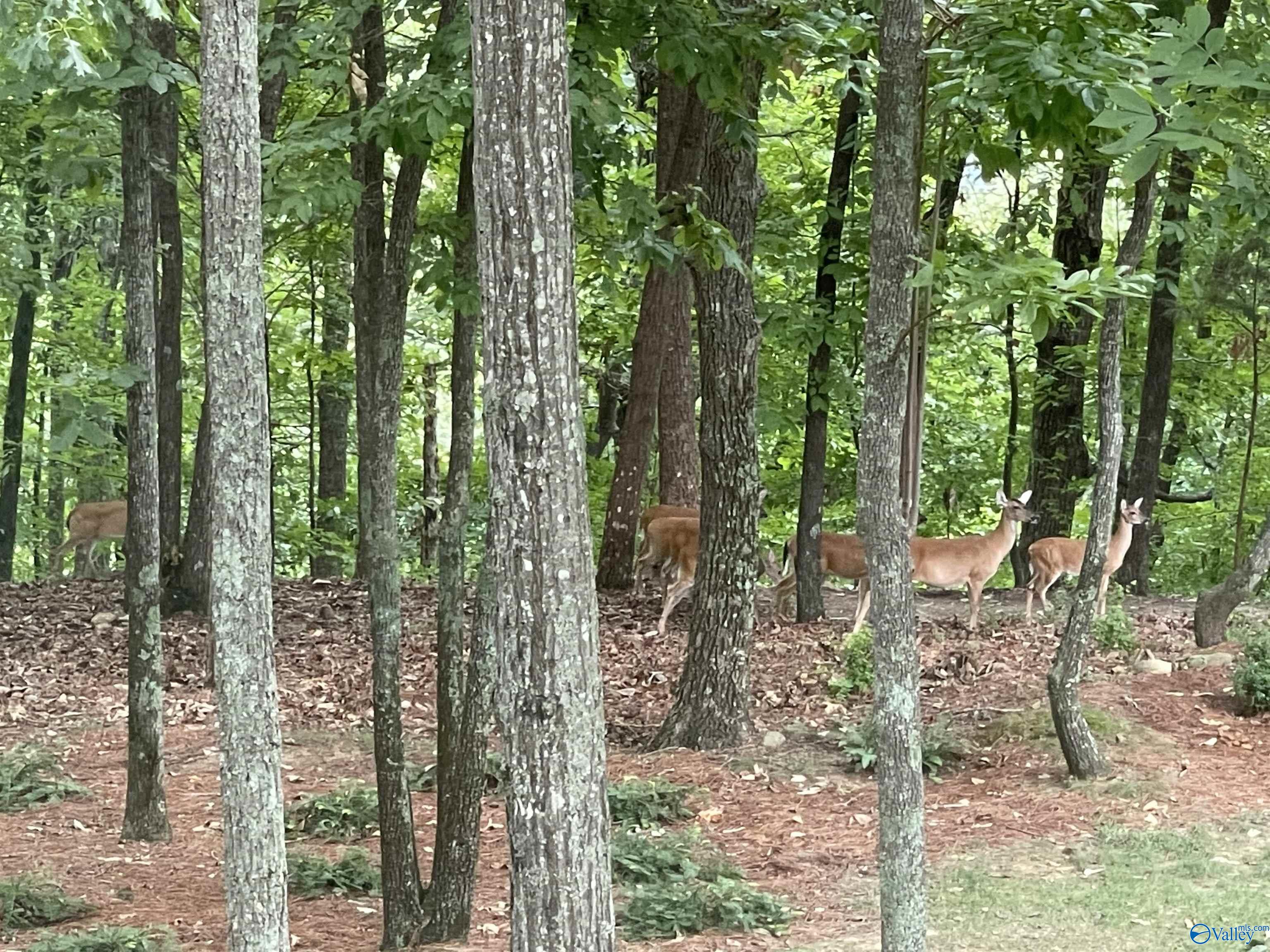 52 Bluff View Drive SE