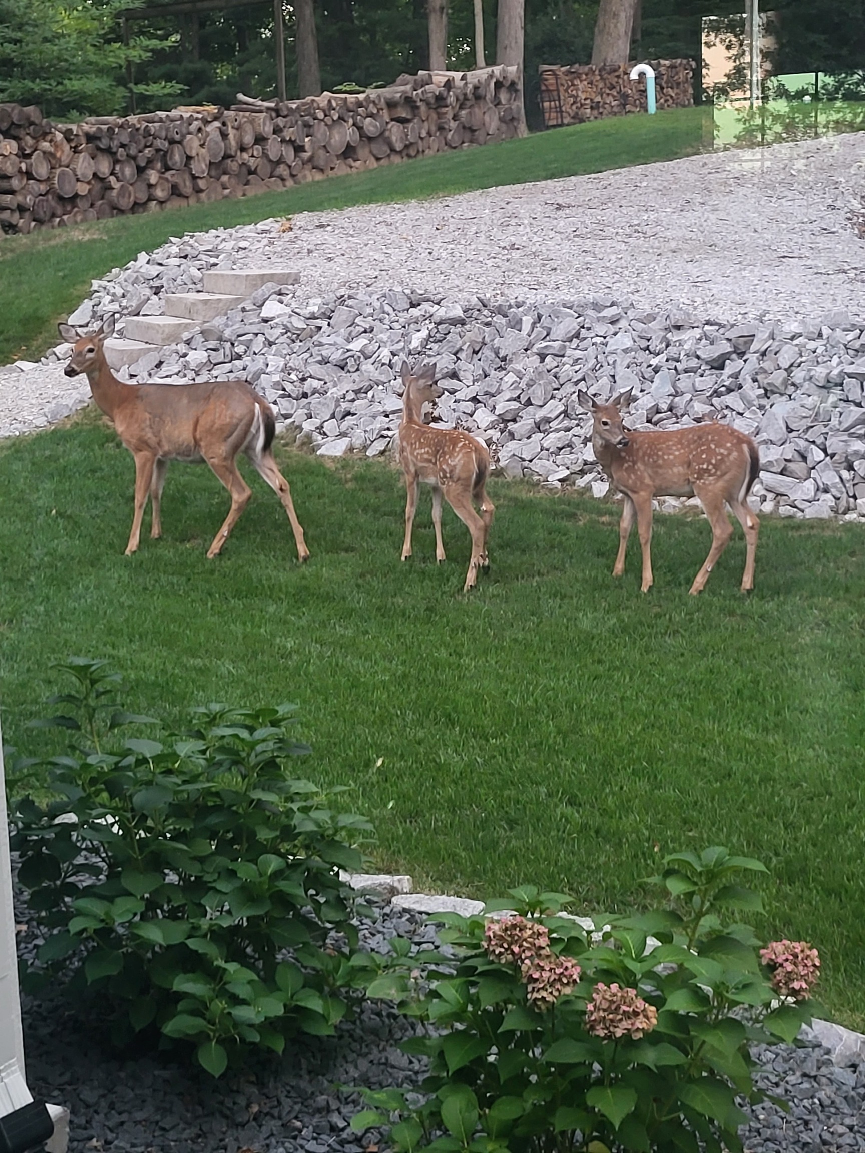 9193 E Dogwood Drive