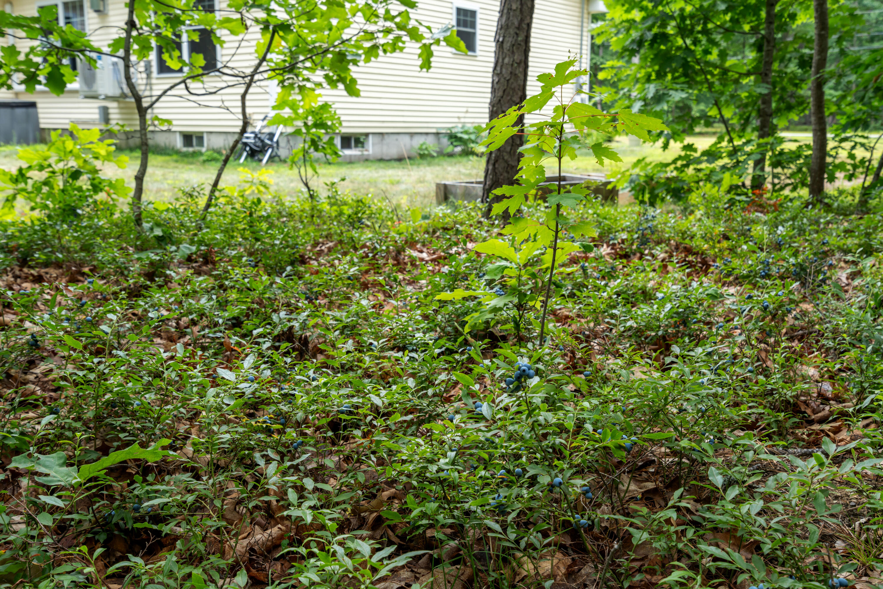 4 Huckleberry Lane