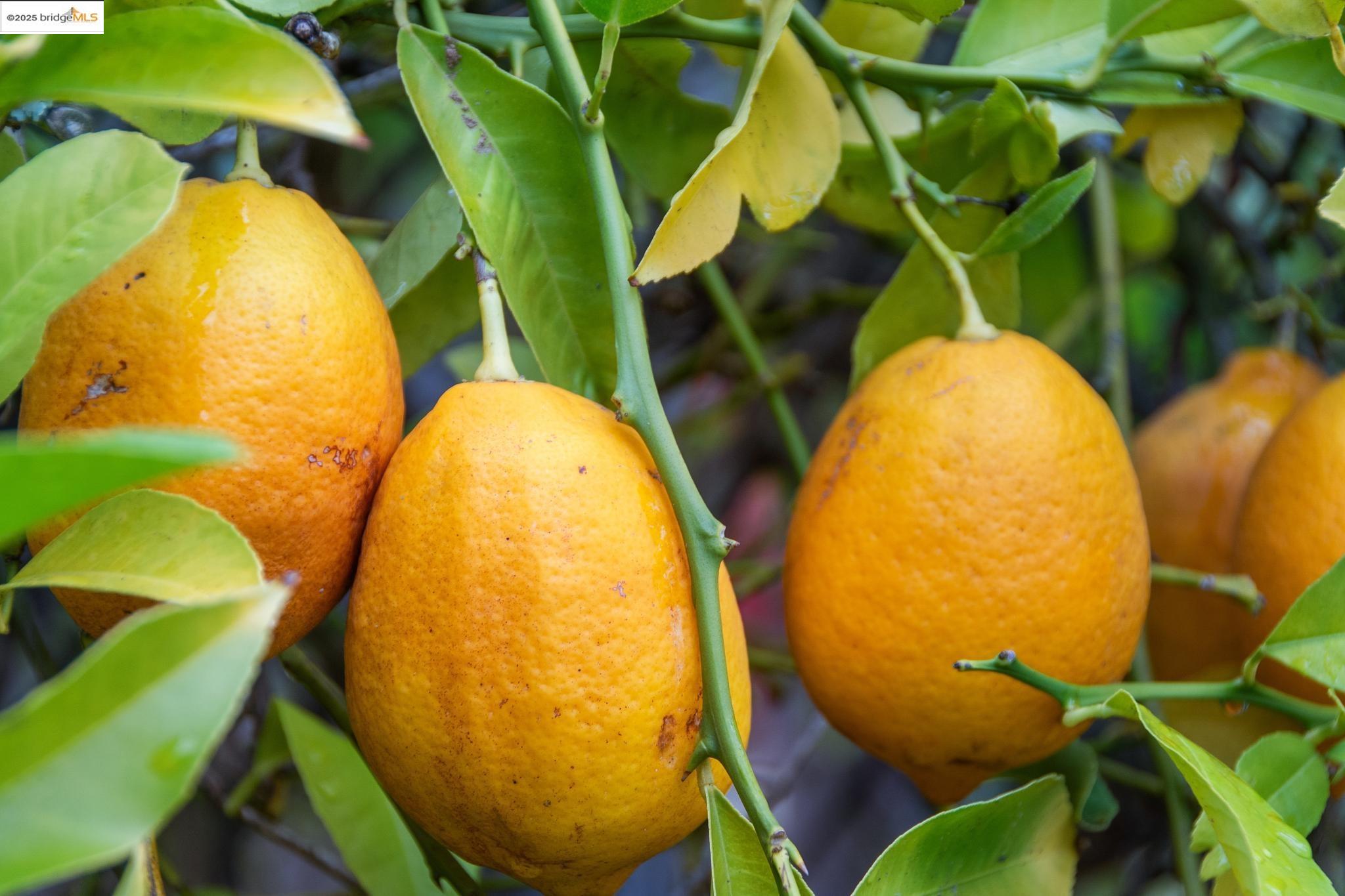 5690 CHELTON DRIVE, Oakland