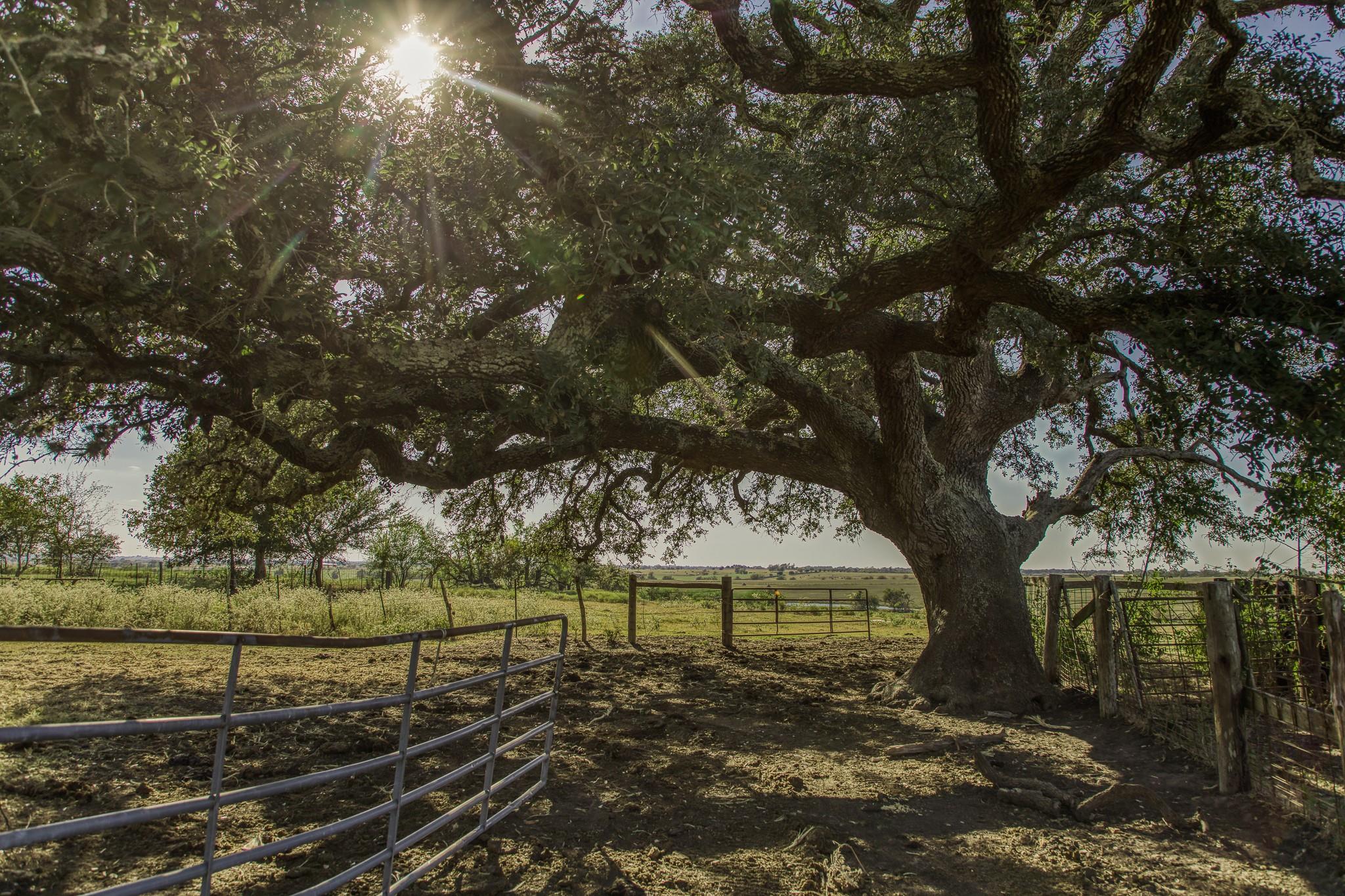 11361 Fm 2621, Brenham