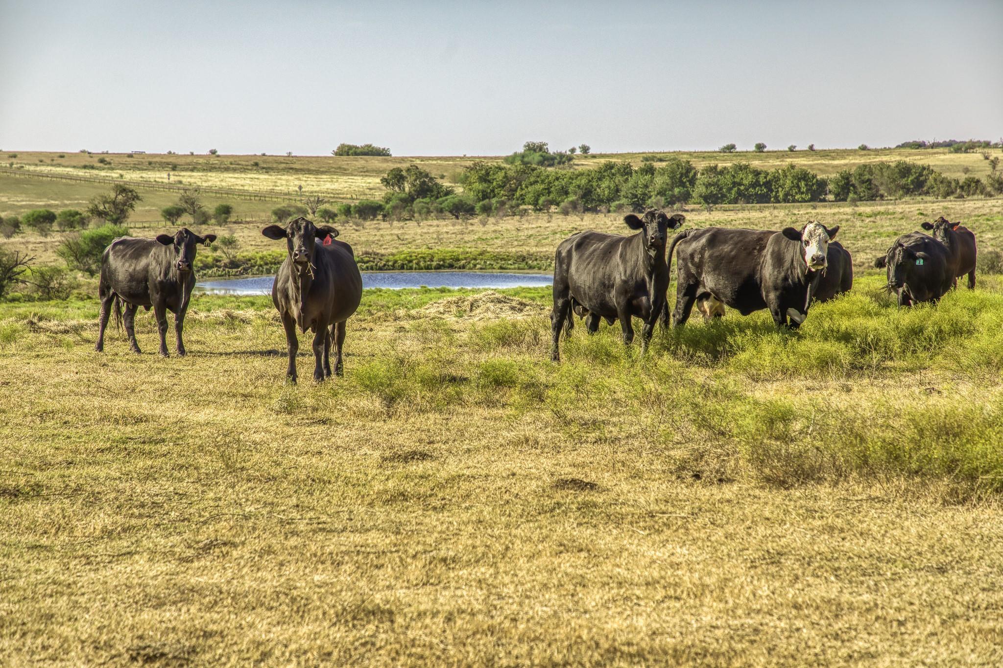 11361 Fm 2621, Brenham