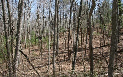 LOT1 Arrowood Pointe