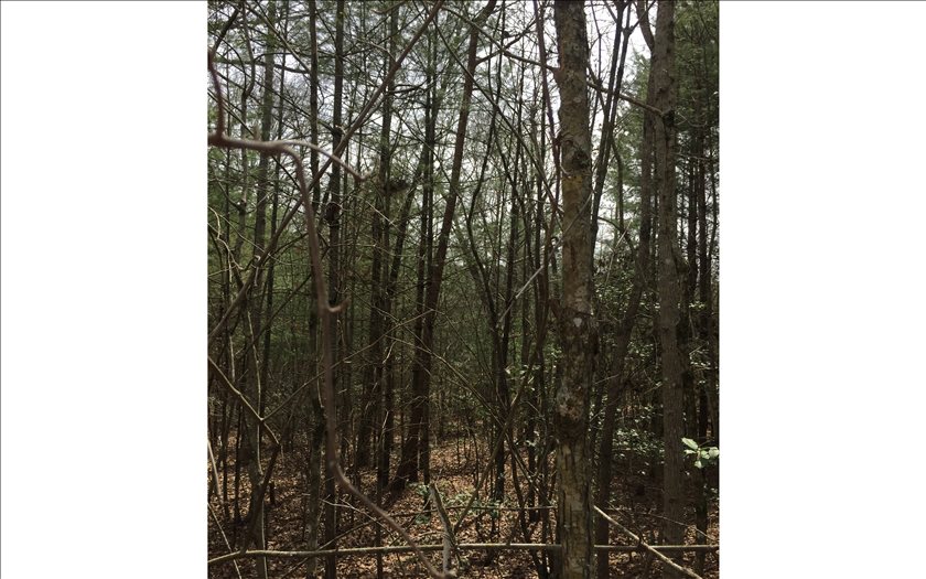 LOT 1 Cozy Cove Road