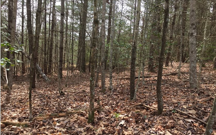 LOT 1 Cozy Cove Road