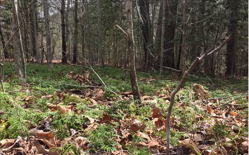 LOT 2 Cozy Cove Road