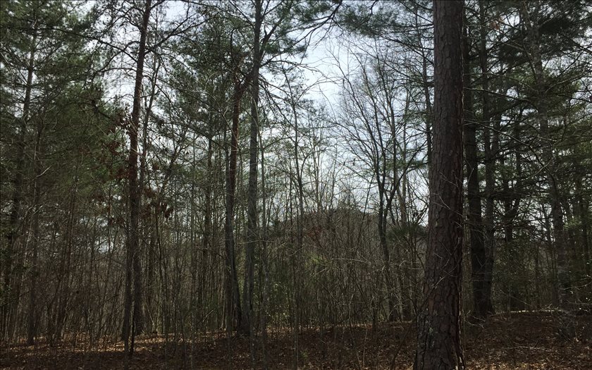 LOT 2 Cozy Cove Road