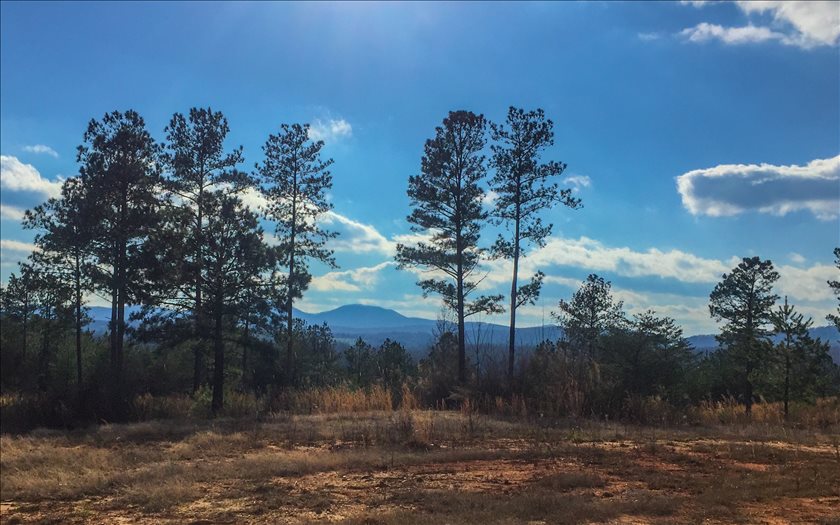 278 Thirteen Hundred