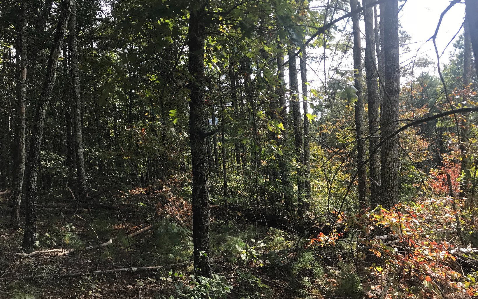 LOT25 Sweetwater Hills