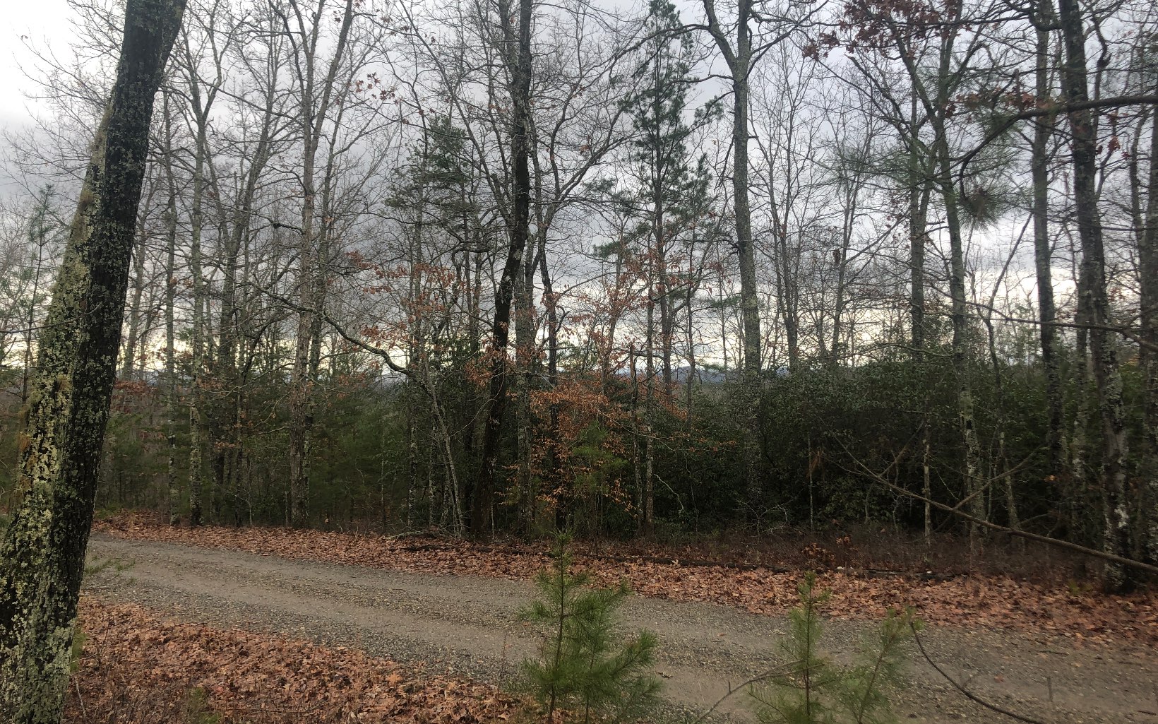 LOT45 Ivy Log Estates V