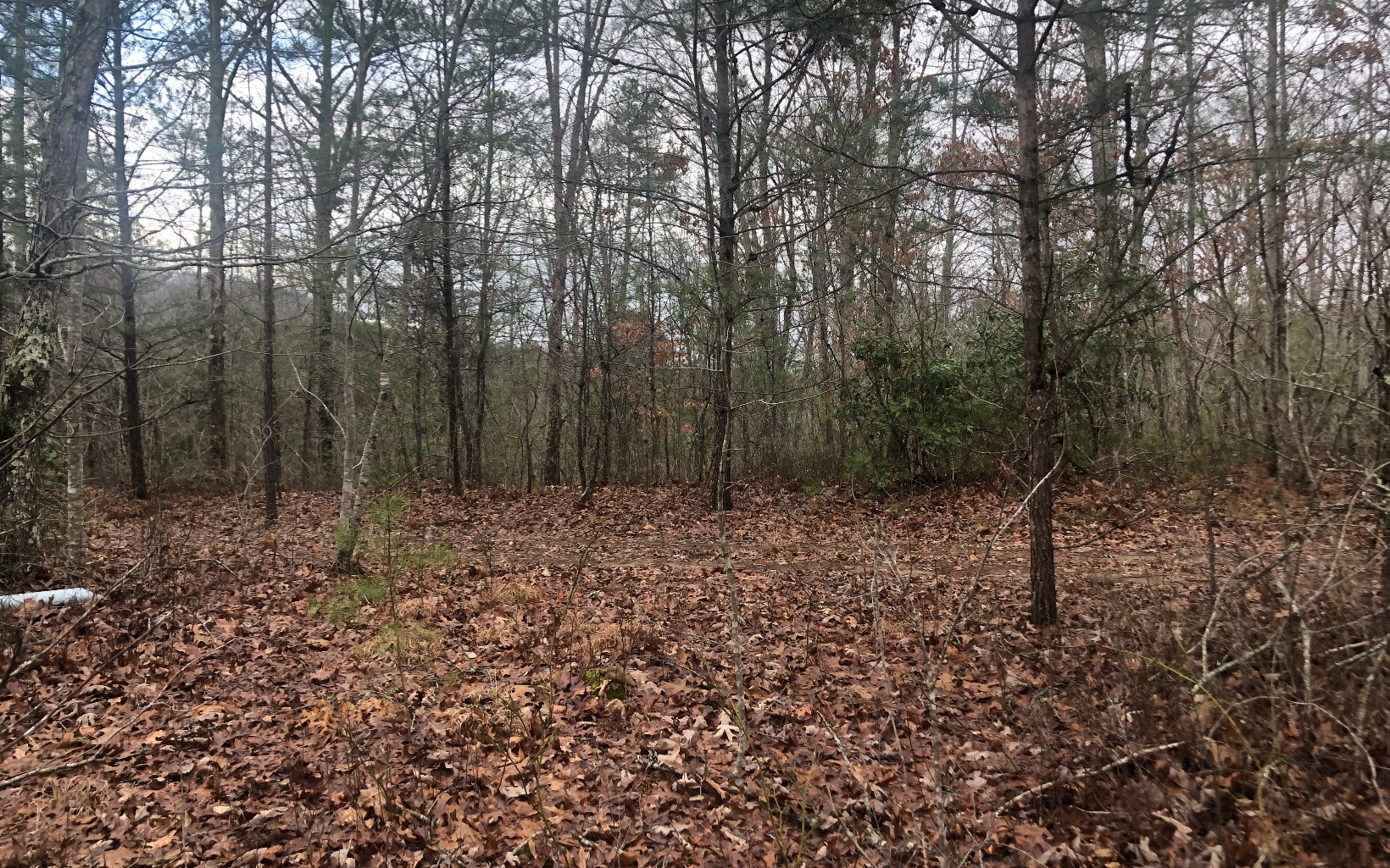 LOT45 Ivy Log Estates V