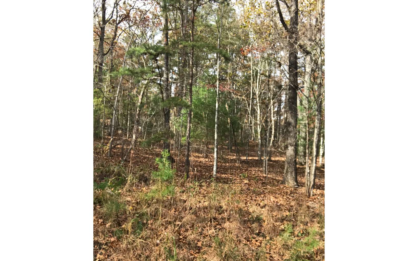 0.76 Acres Cozy Cove Way