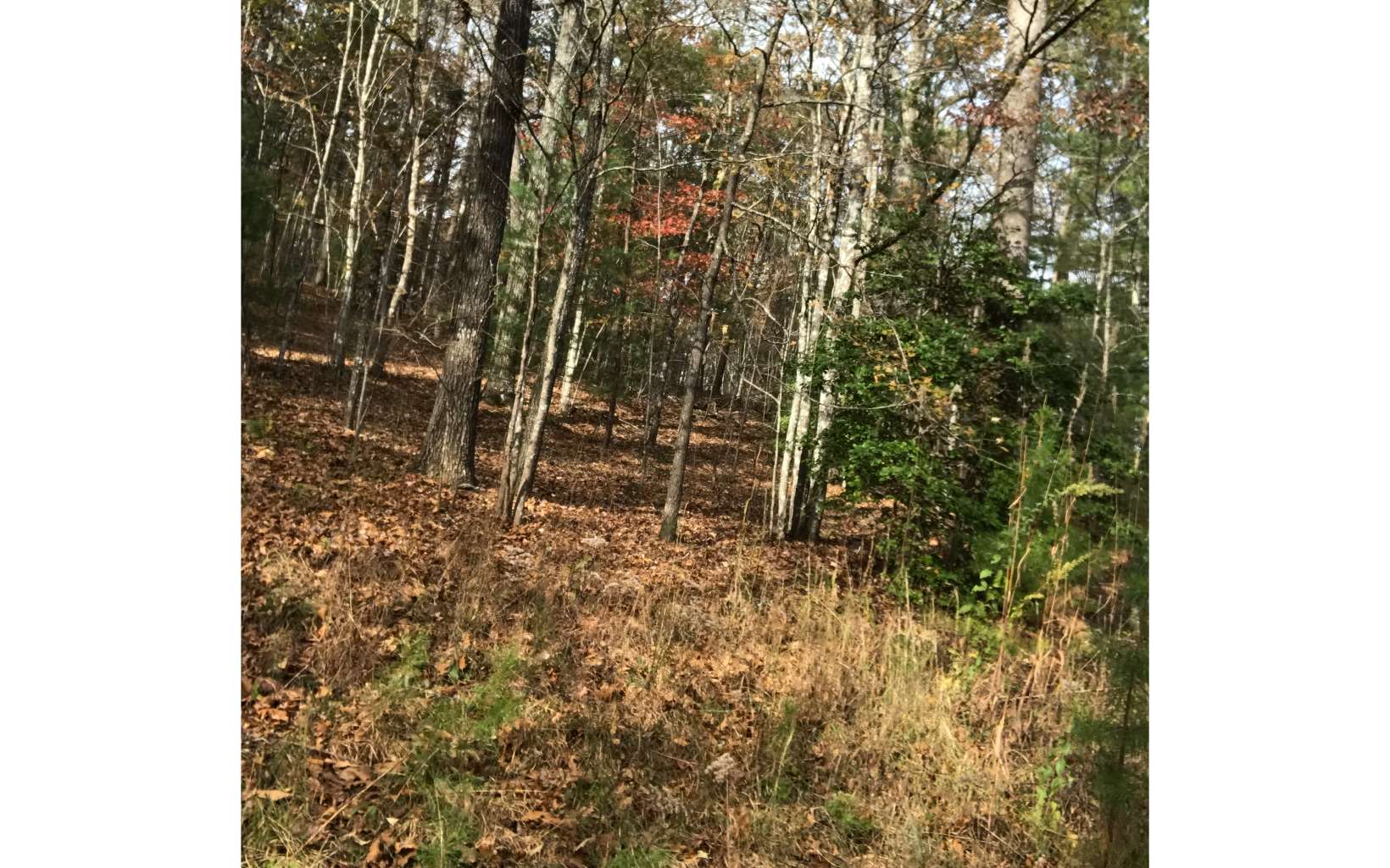 0.76 Acres Cozy Cove Way