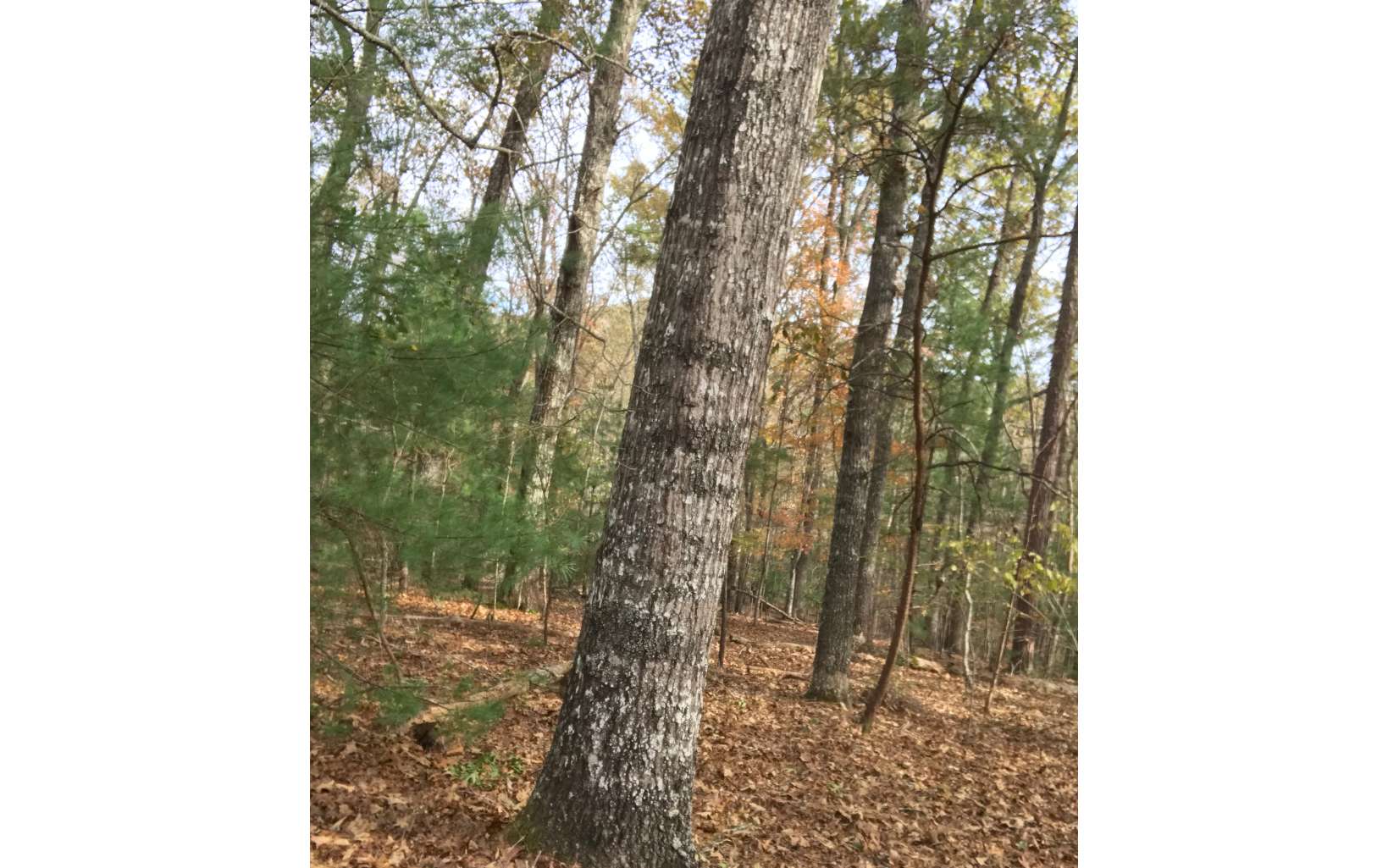 0.76 Acres Cozy Cove Way