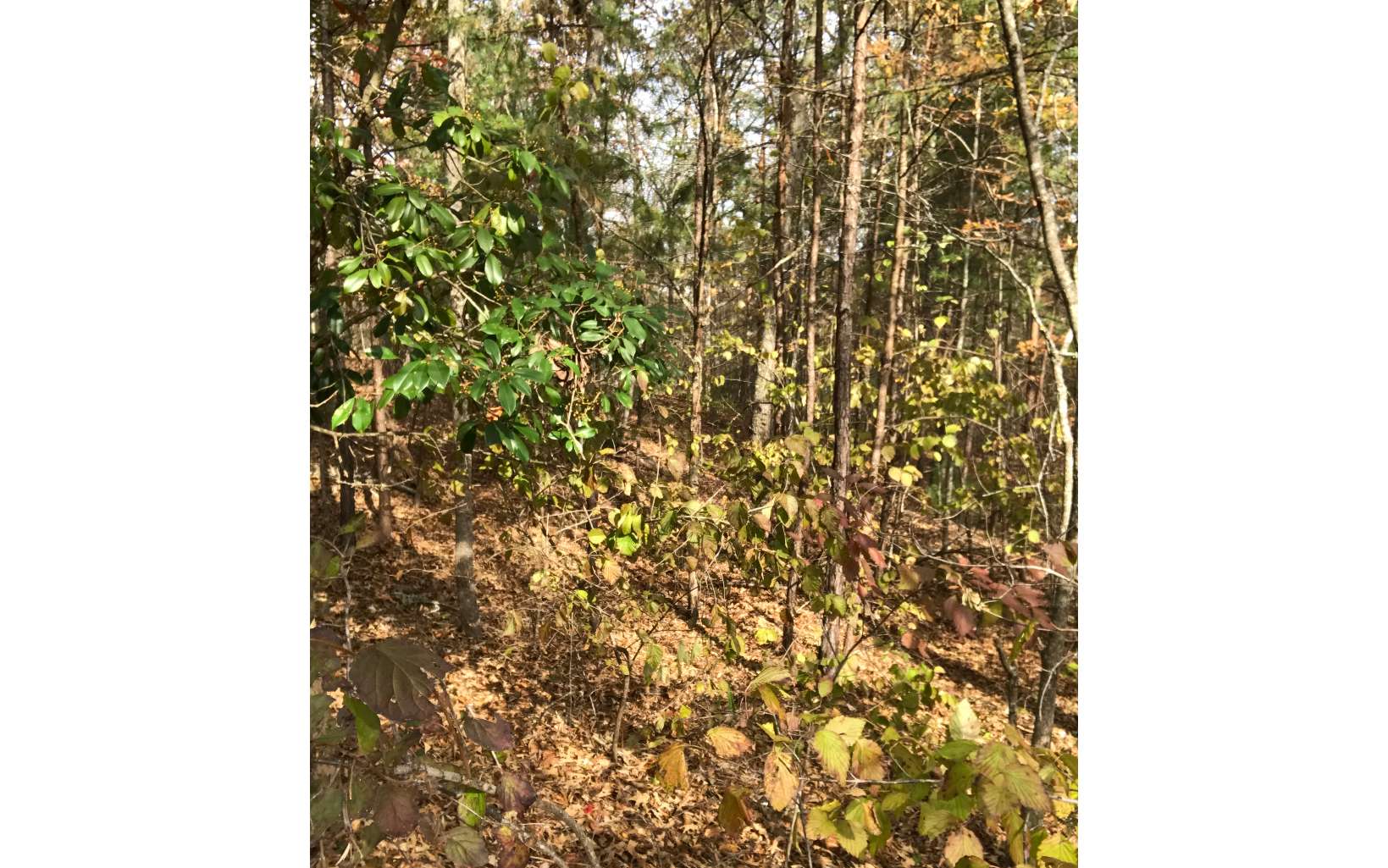 0.76 Acres Cozy Cove Way