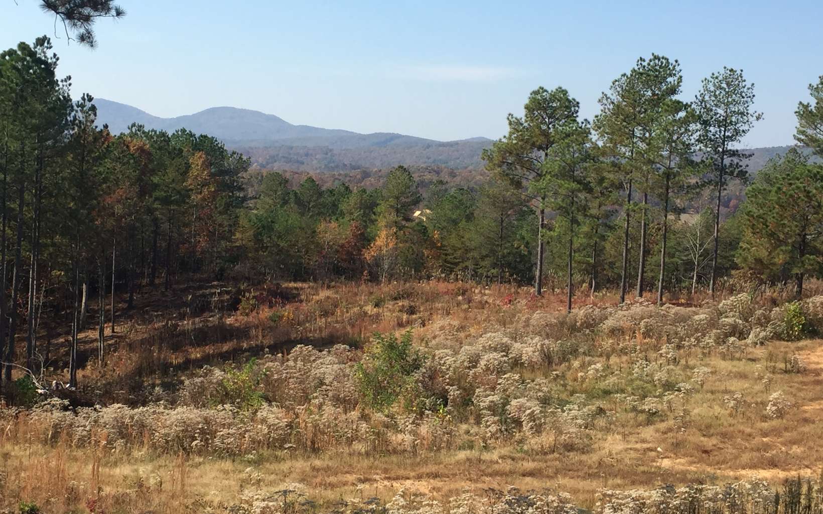 277 Thirteen Hundred