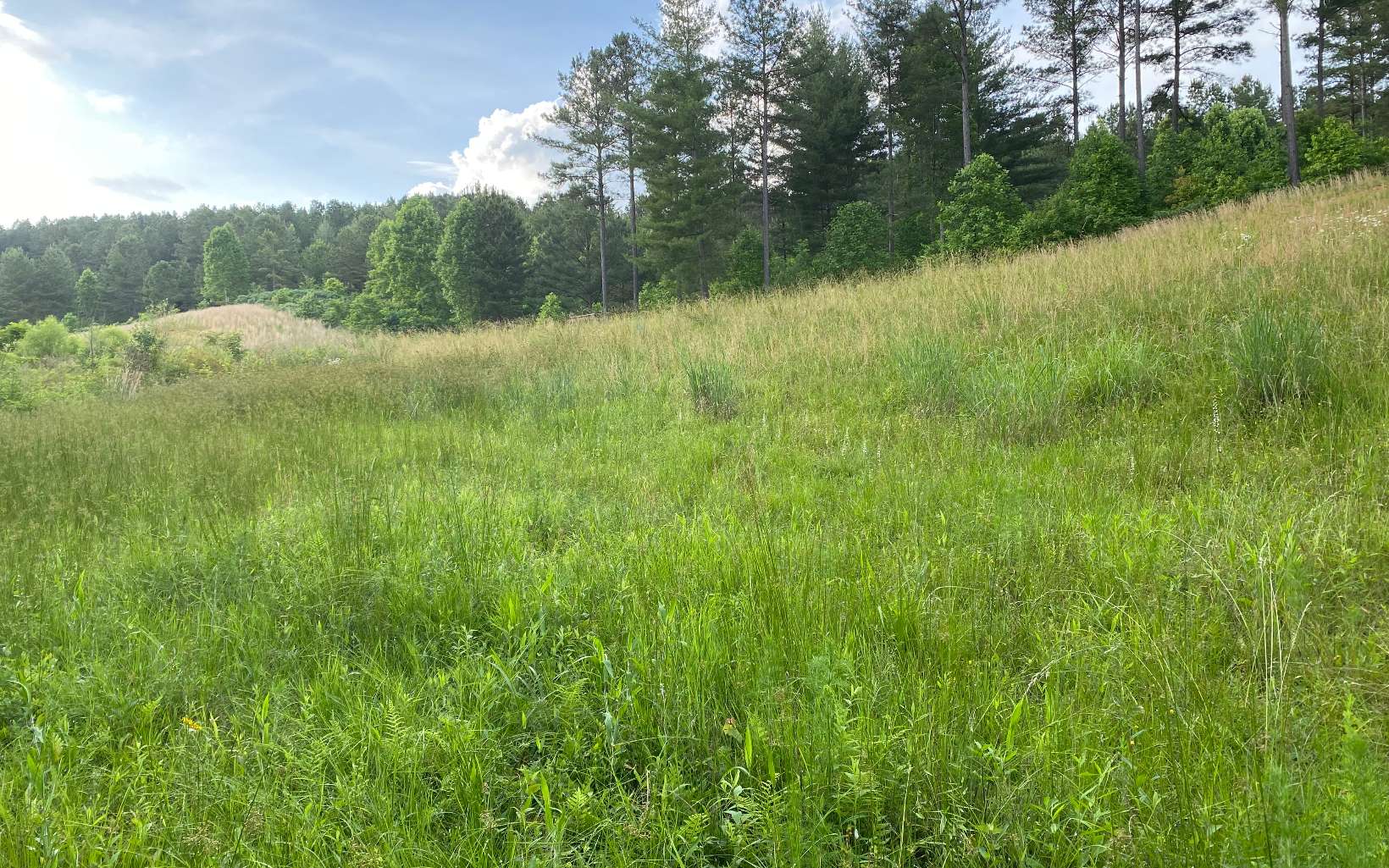 LT150 Thirteen Hundred