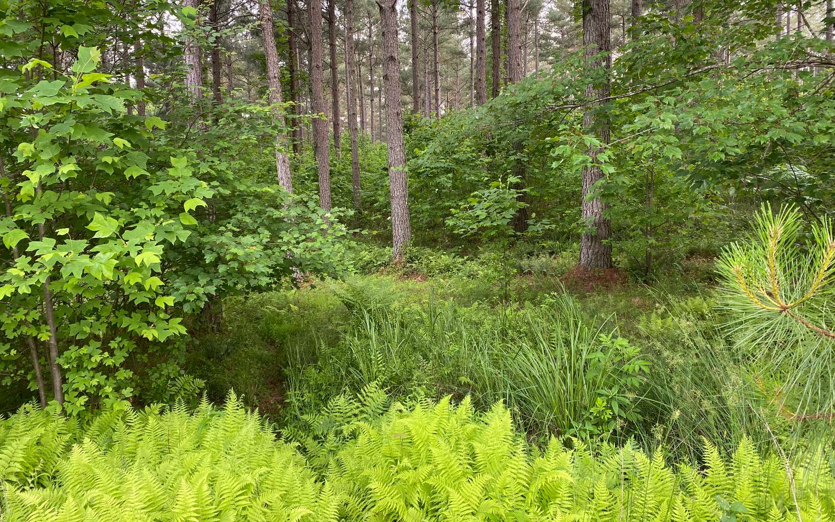 LT150 Thirteen Hundred