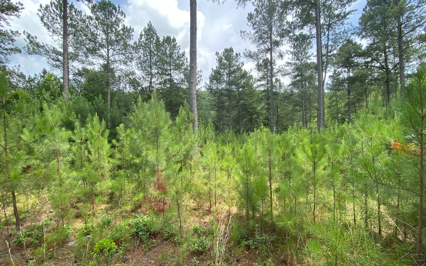 LT332 Thirteen Hundred