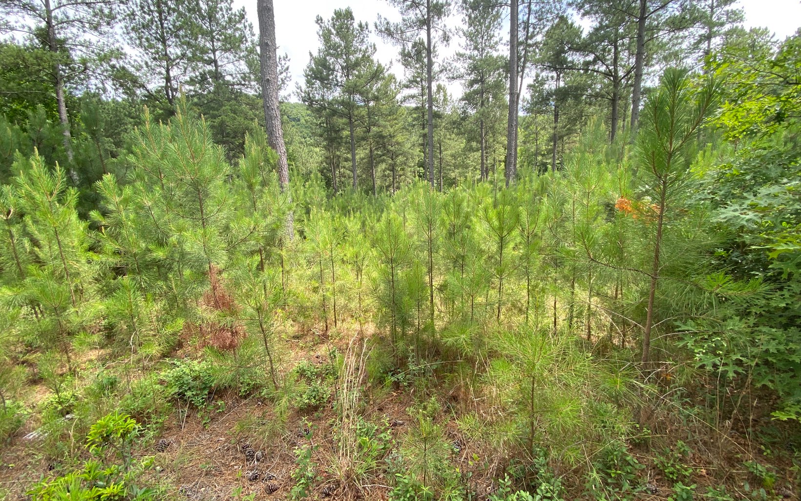 LT332 Thirteen Hundred