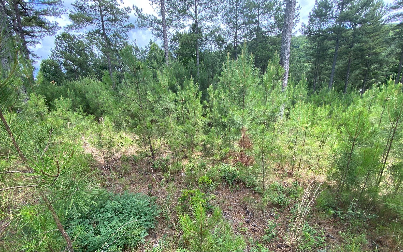 LT332 Thirteen Hundred