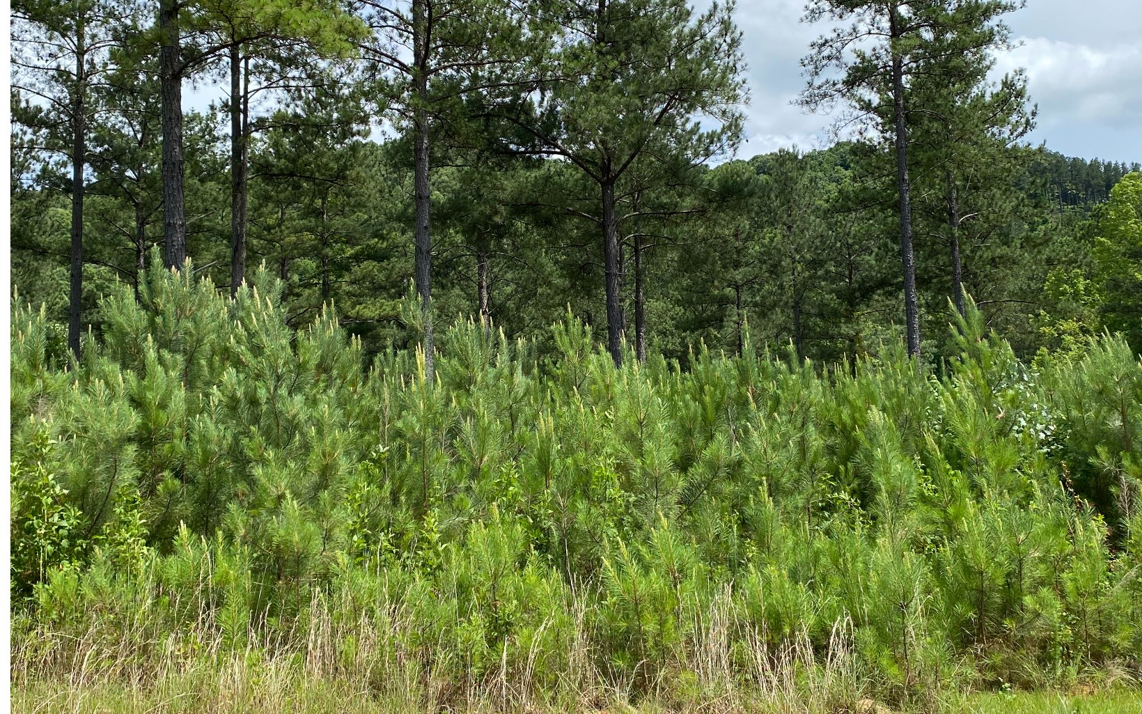 LT332 Thirteen Hundred