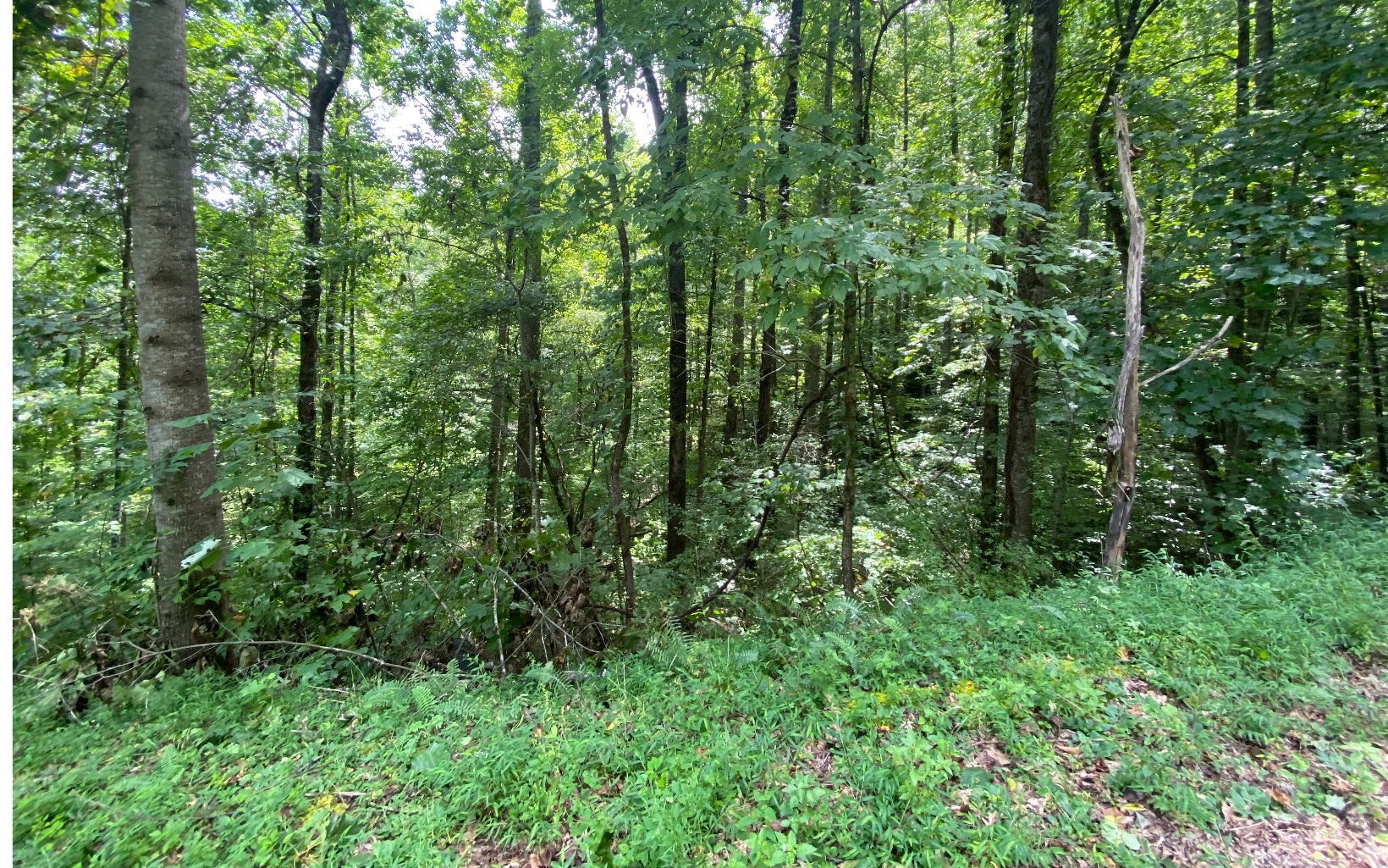 LT113 Shiloh Stables