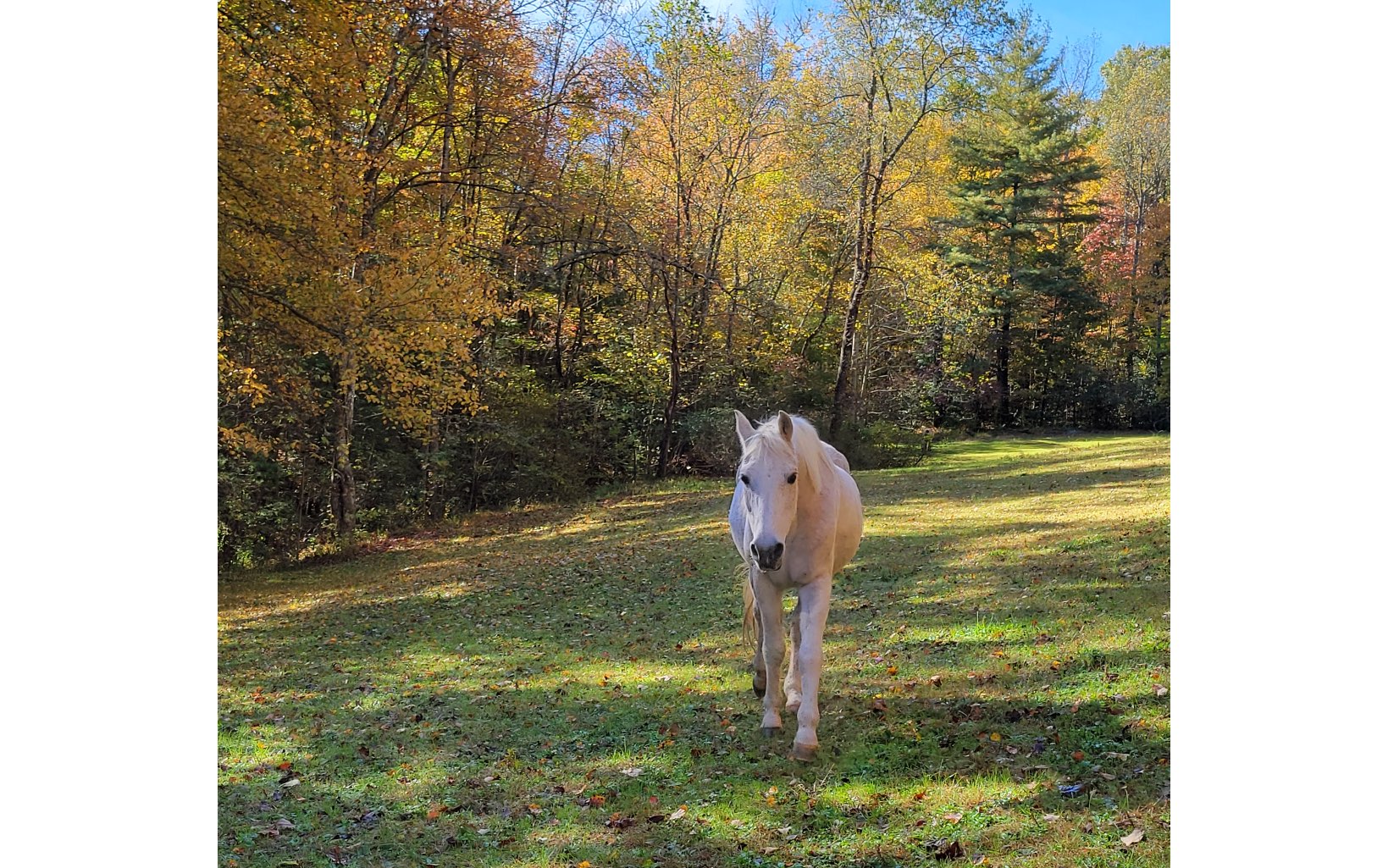 1131 E Pine Ridge Road