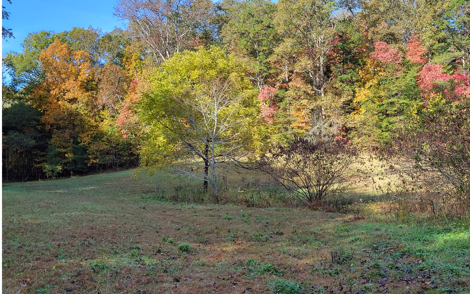 1131 E Pine Ridge Road