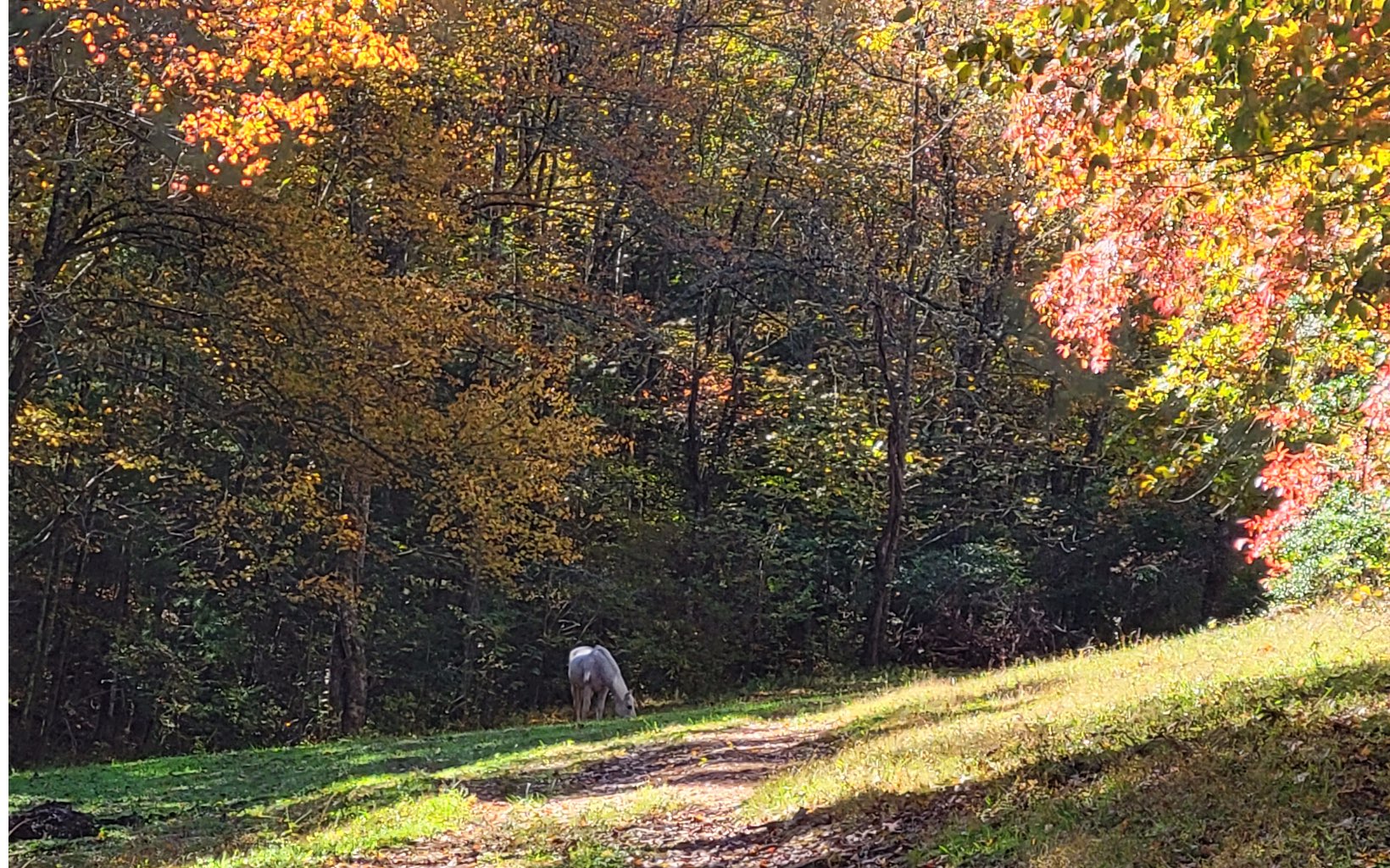 1131 E Pine Ridge Road